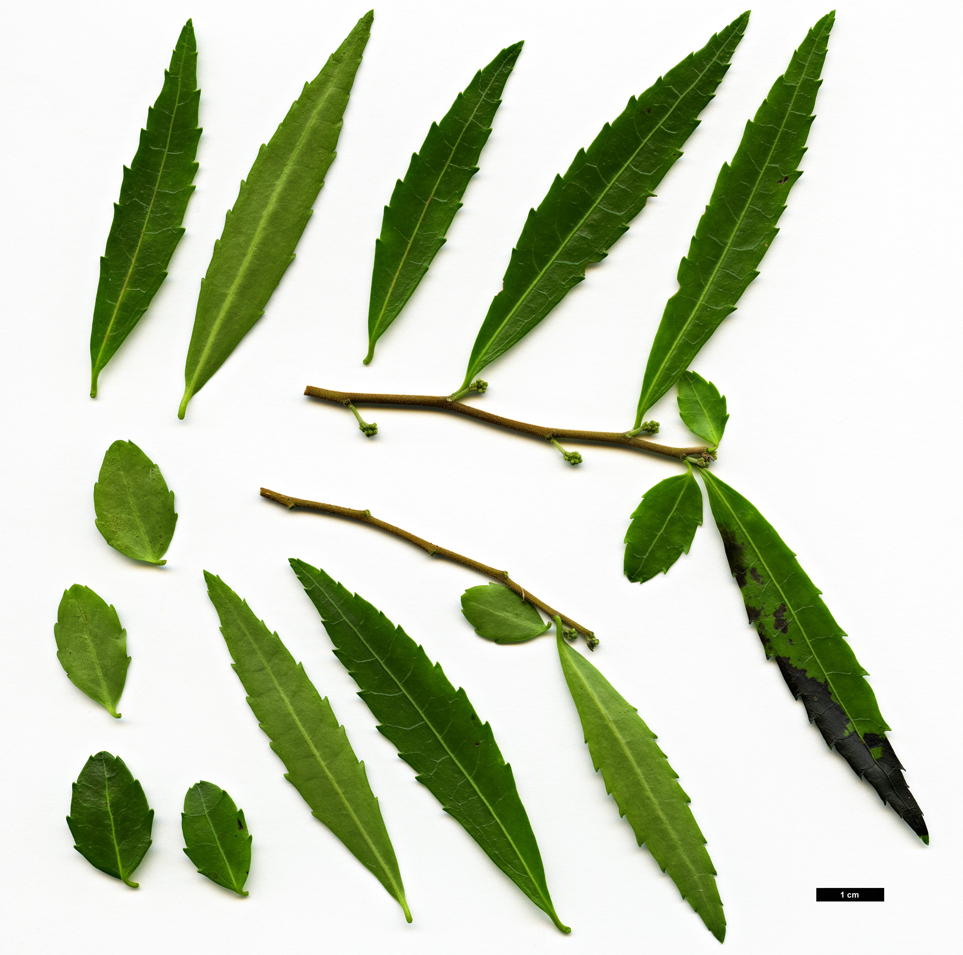 High resolution image: Family: Salicaceae - Genus: Azara - Taxon: lanceolata