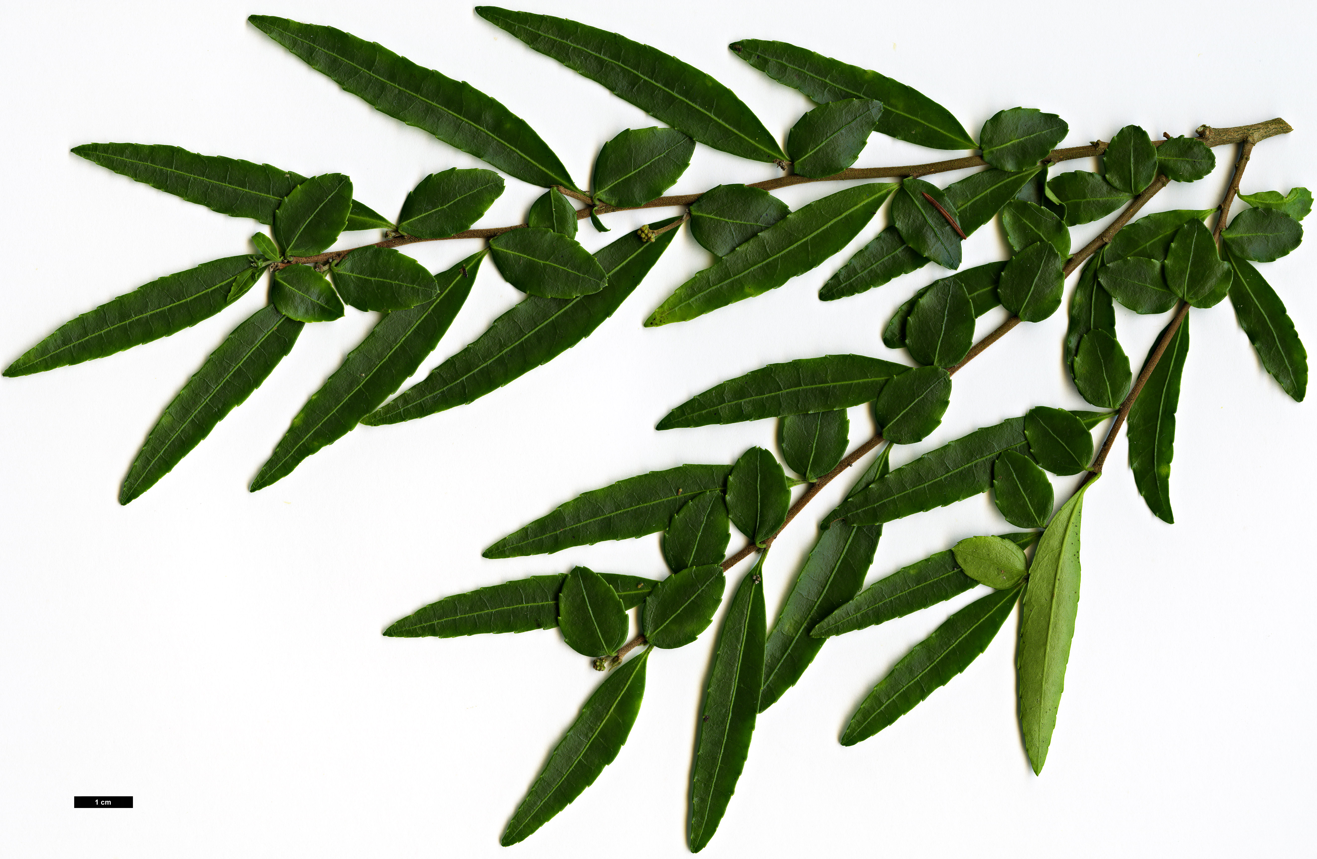 High resolution image: Family: Salicaceae - Genus: Azara - Taxon: lanceolata