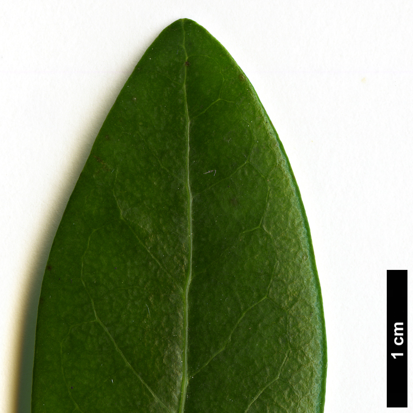 High resolution image: Family: Salicaceae - Genus: Azara - Taxon: uruguayensis