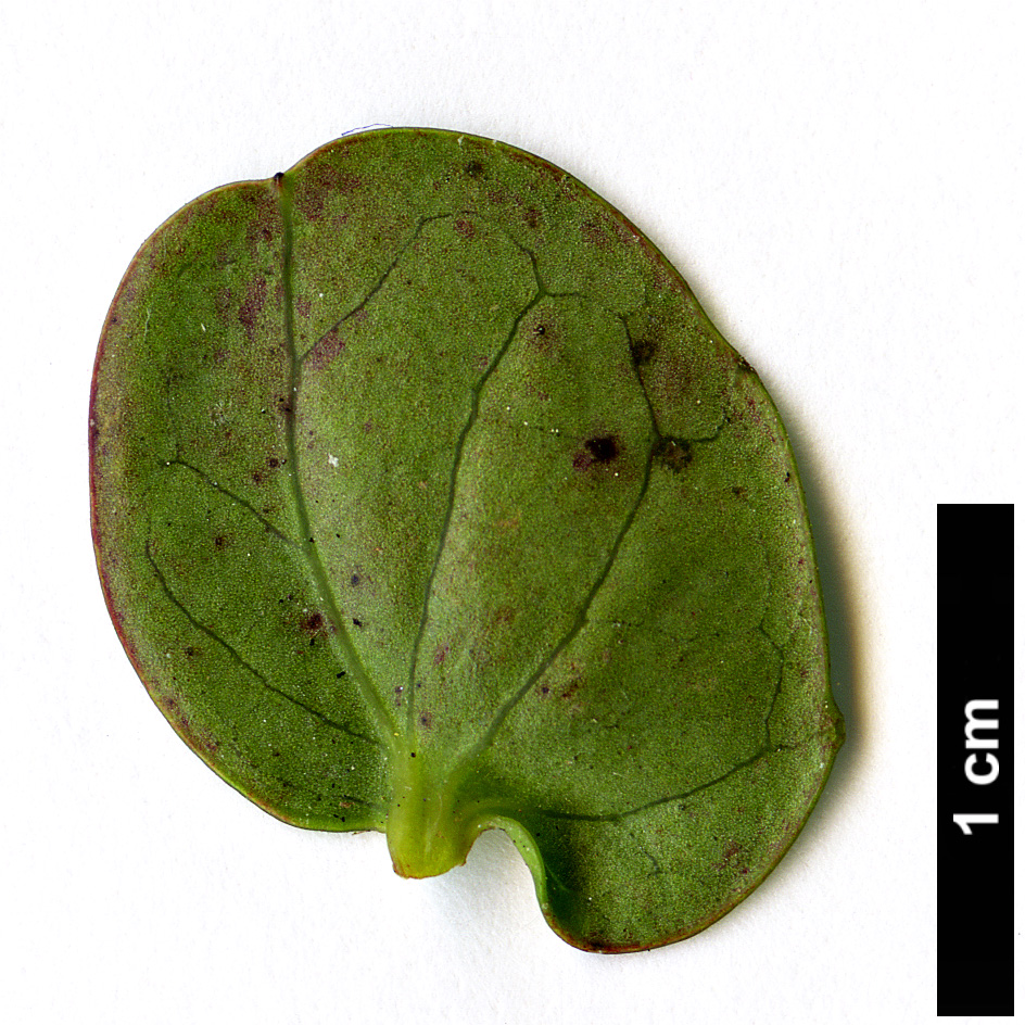 High resolution image: Family: Salicaceae - Genus: Azara - Taxon: uruguayensis