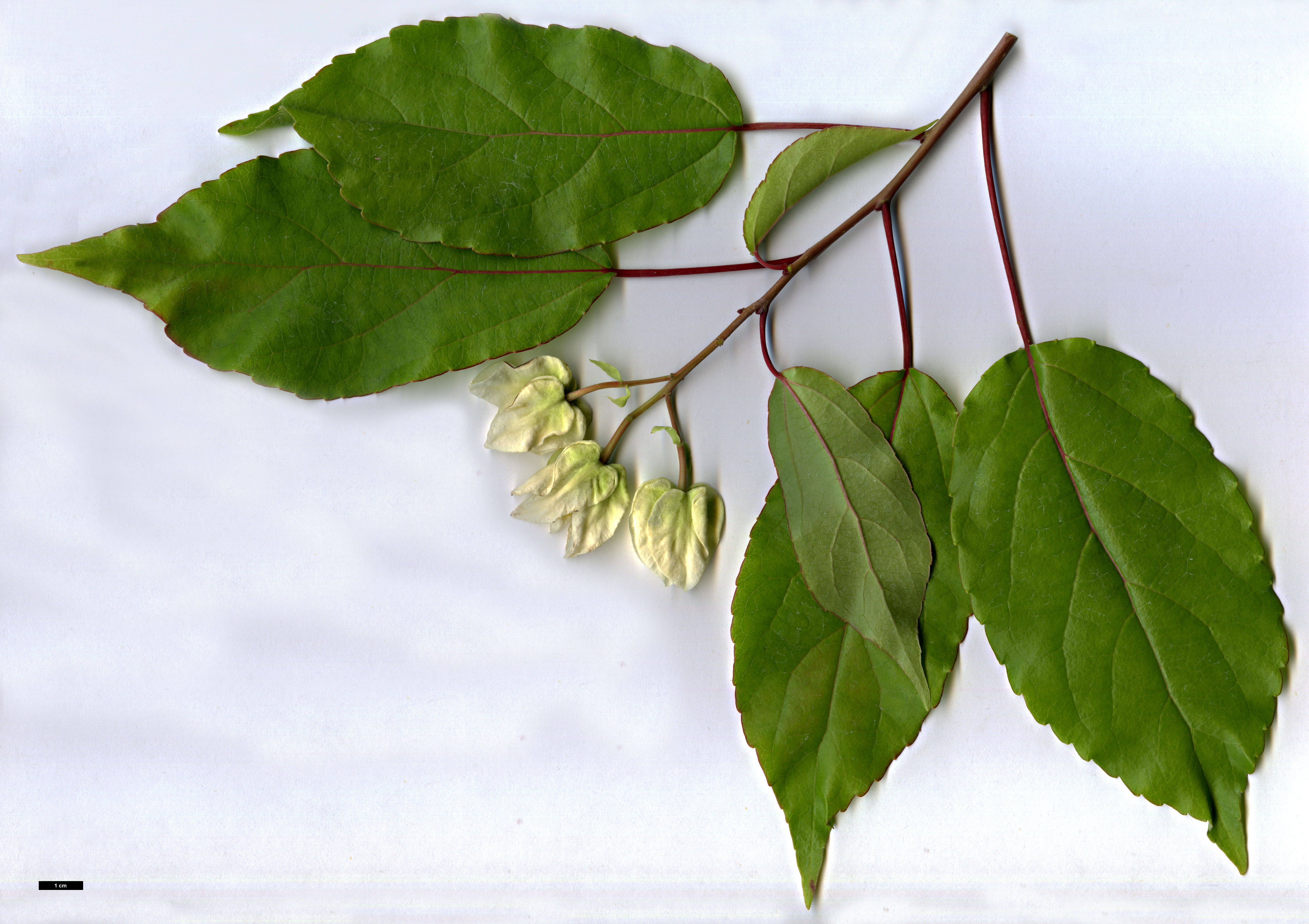 High resolution image: Family: Salicaceae - Genus: Carrierea - Taxon: calycina