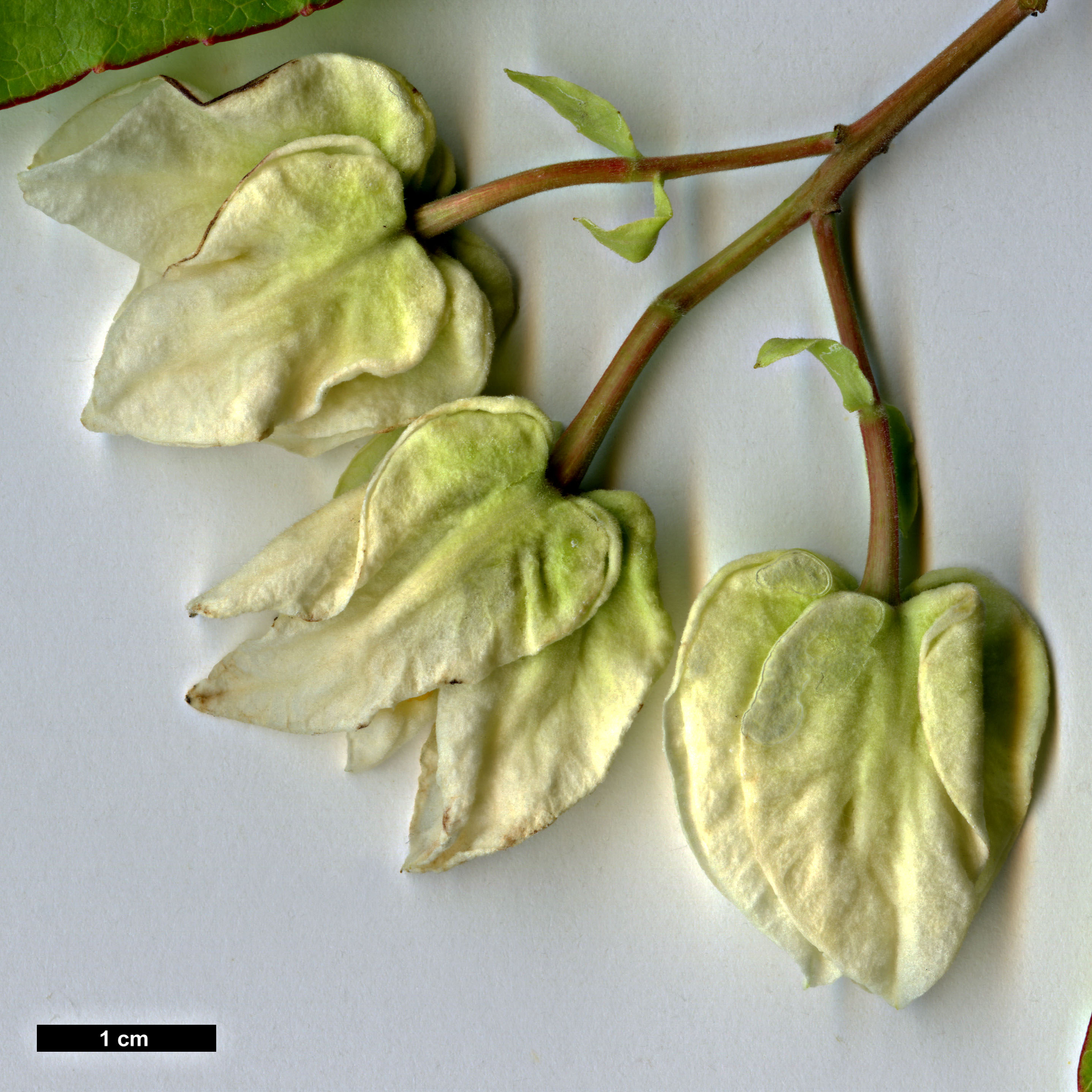 High resolution image: Family: Salicaceae - Genus: Carrierea - Taxon: calycina