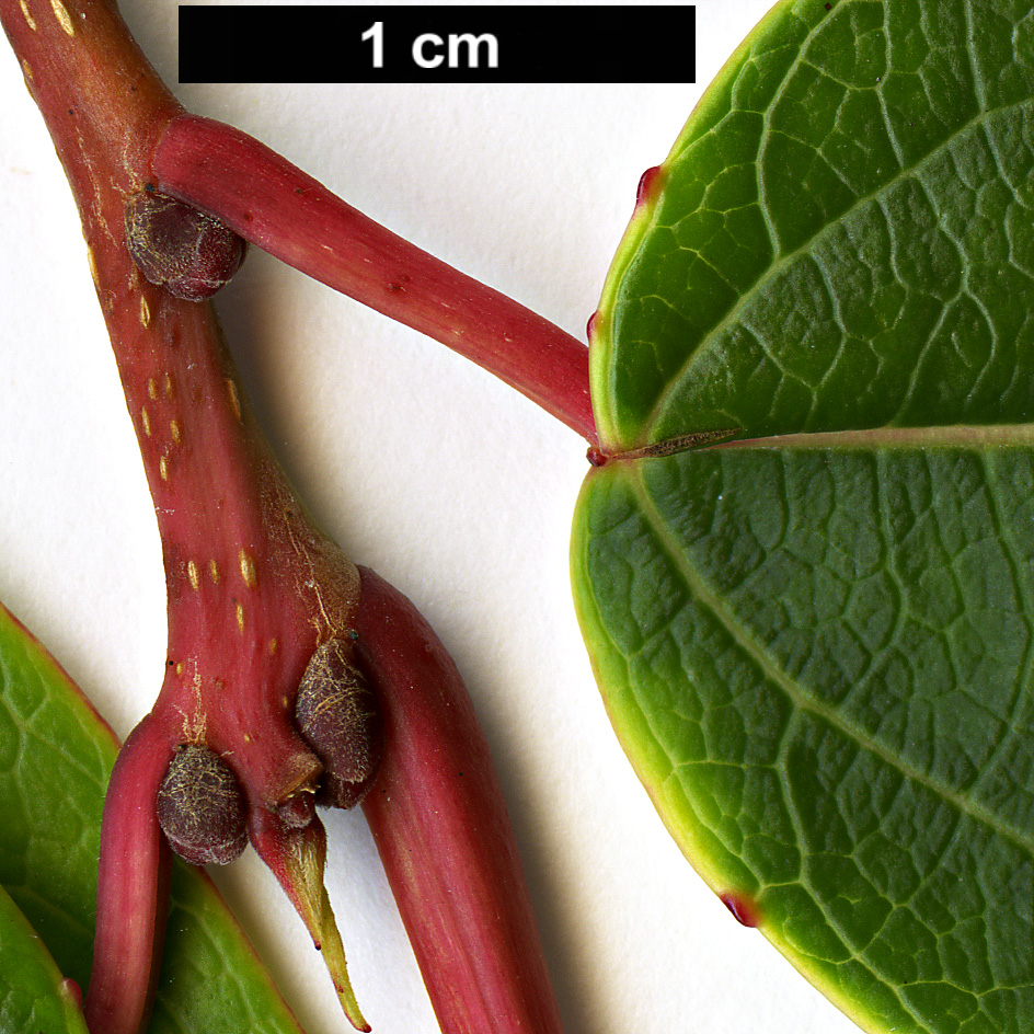 High resolution image: Family: Salicaceae - Genus: Carrierea - Taxon: dunniana