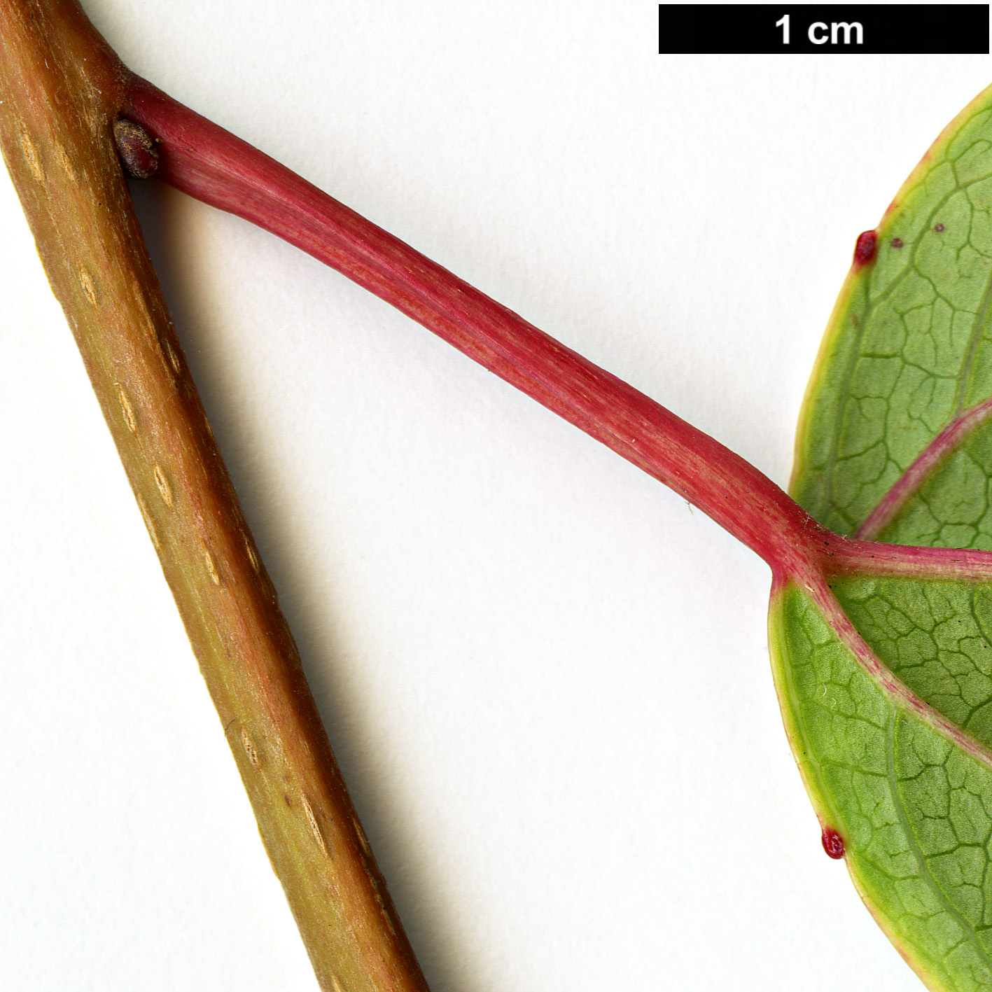 High resolution image: Family: Salicaceae - Genus: Carrierea - Taxon: dunniana