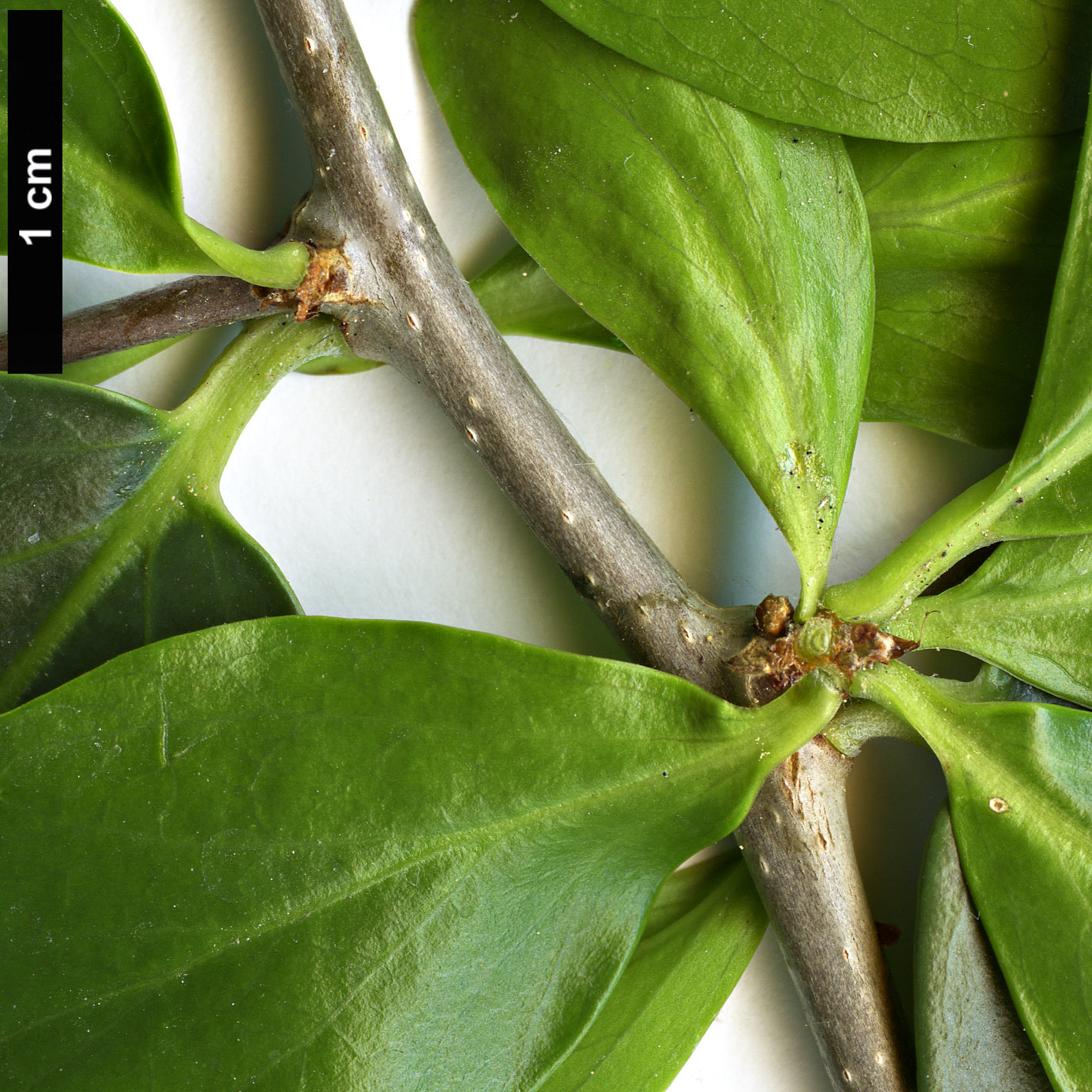 High resolution image: Family: Salicaceae - Genus: Dovyalis - Taxon: caffra