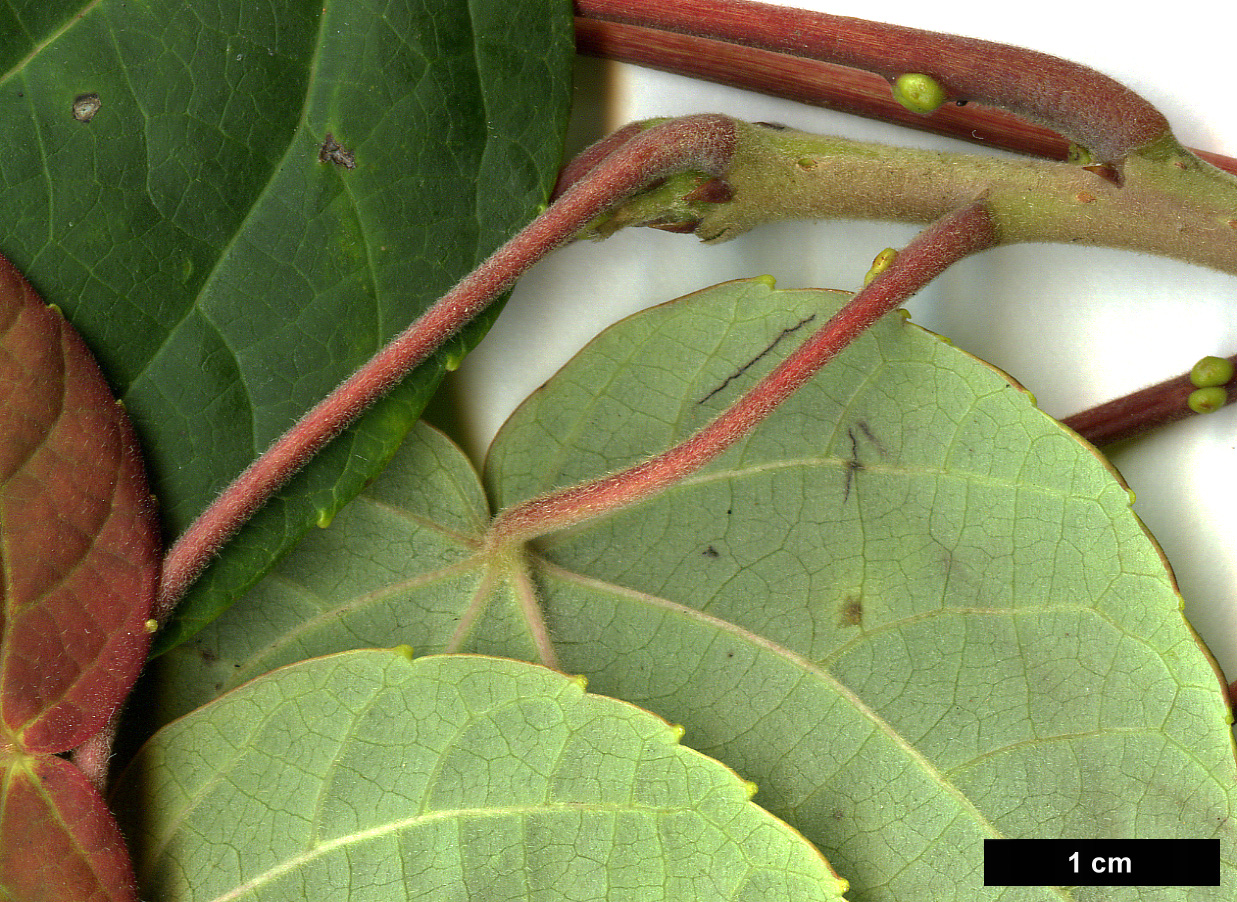 High resolution image: Family: Salicaceae - Genus: Idesia - Taxon: polycarpa