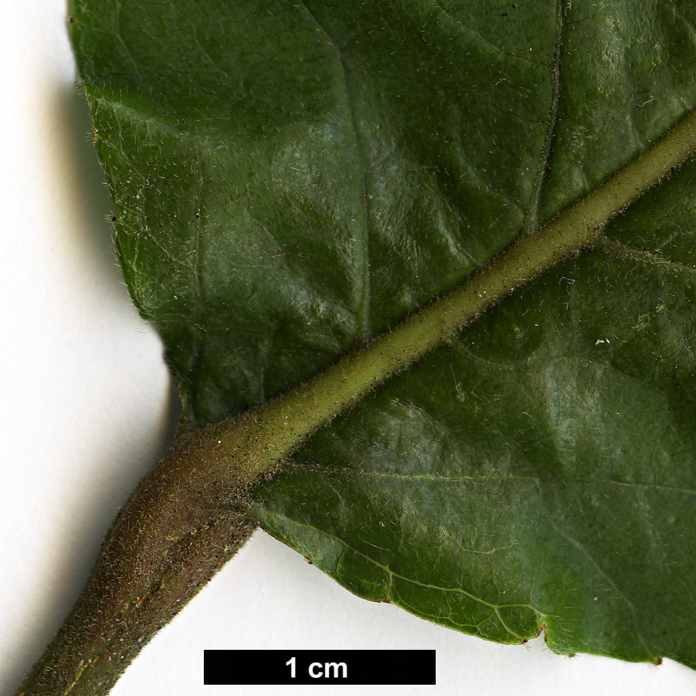 High resolution image: Family: Salicaceae - Genus: Itoa - Taxon: orientalis