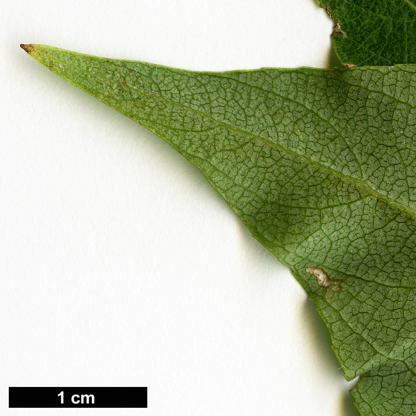 High resolution image: Family: Salicaceae - Genus: Populus - Taxon: adenopoda
