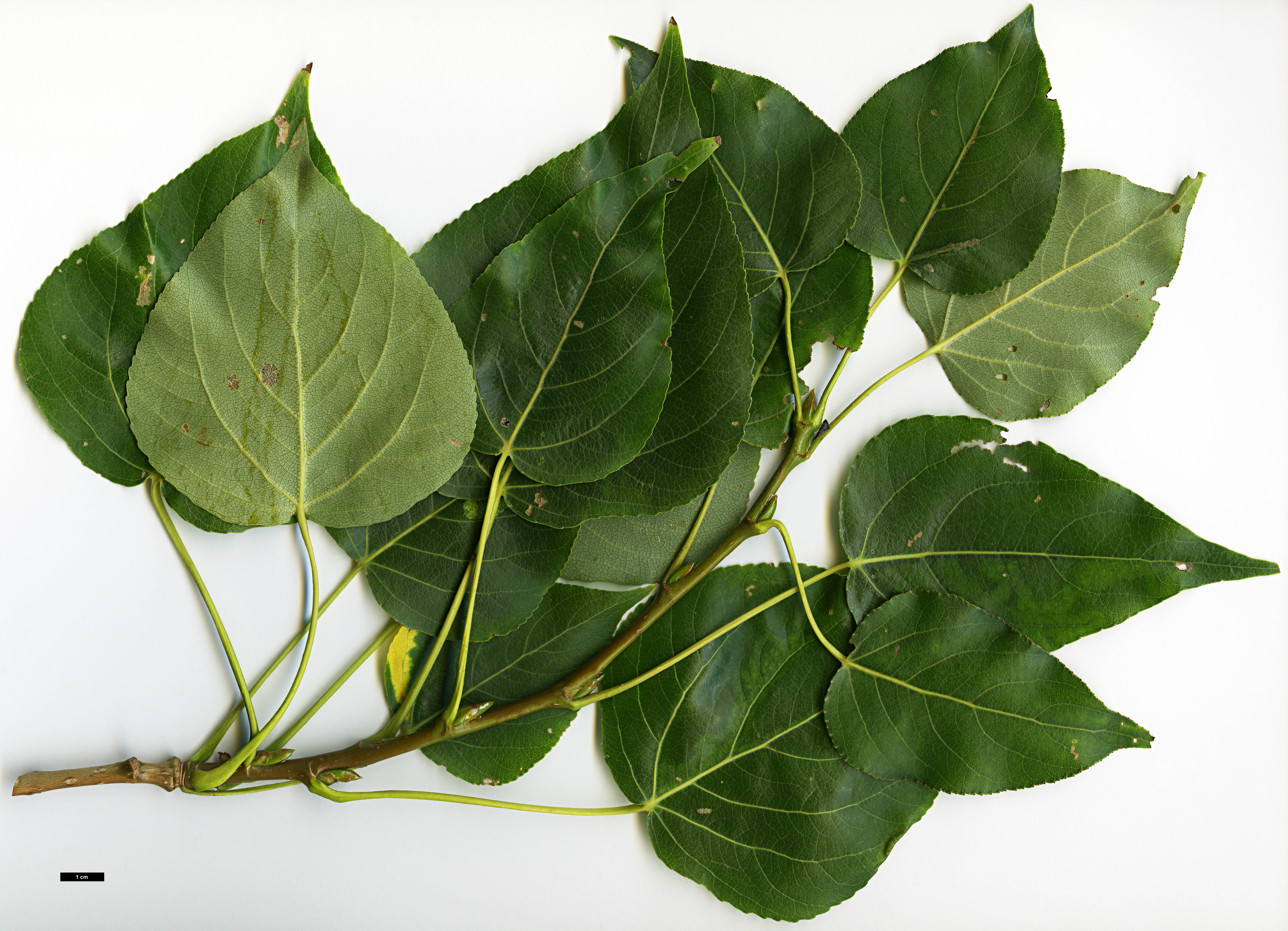 High resolution image: Family: Salicaceae - Genus: Populus - Taxon: adenopoda