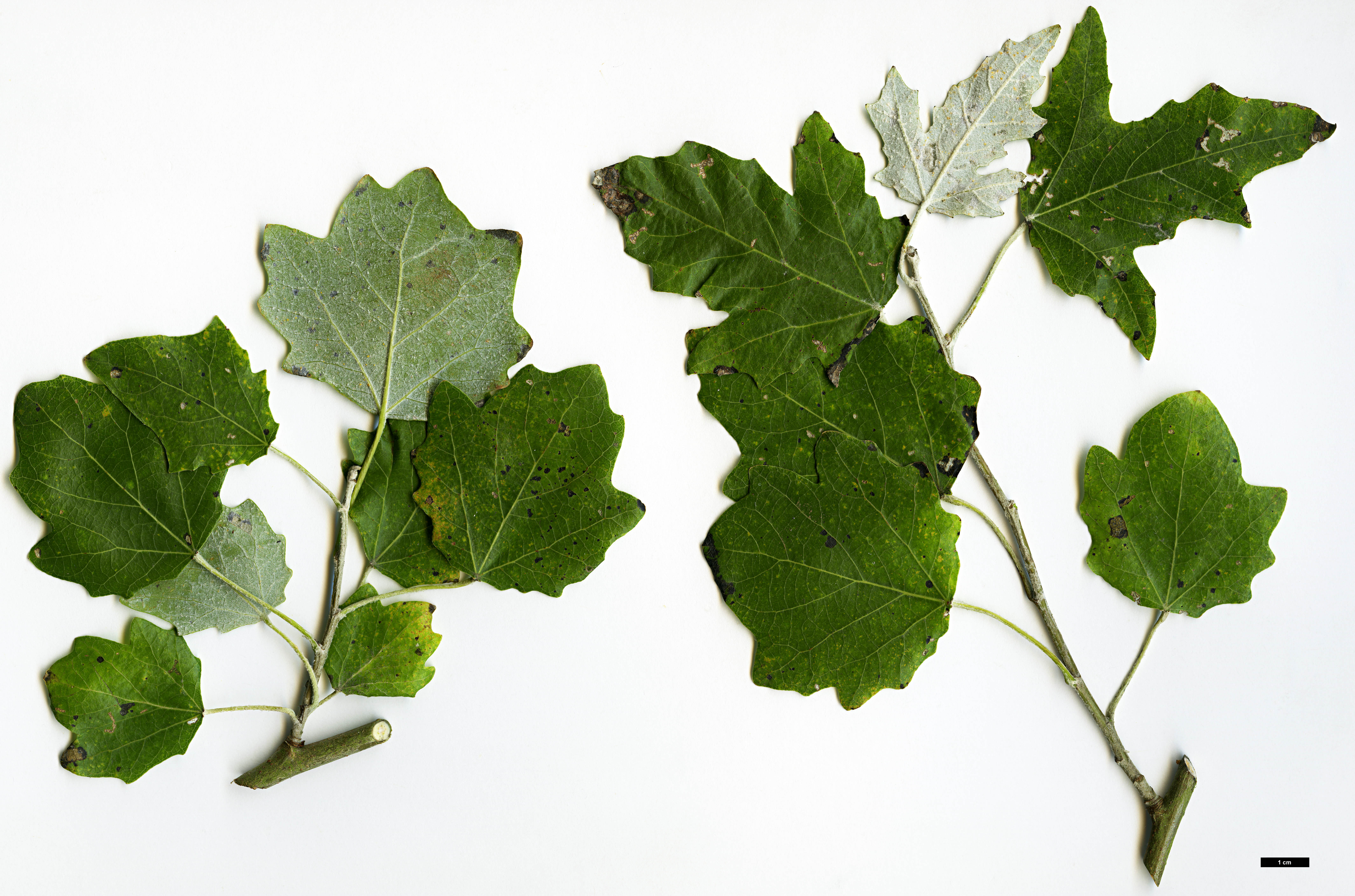 High resolution image: Family: Salicaceae - Genus: Populus - Taxon: alba