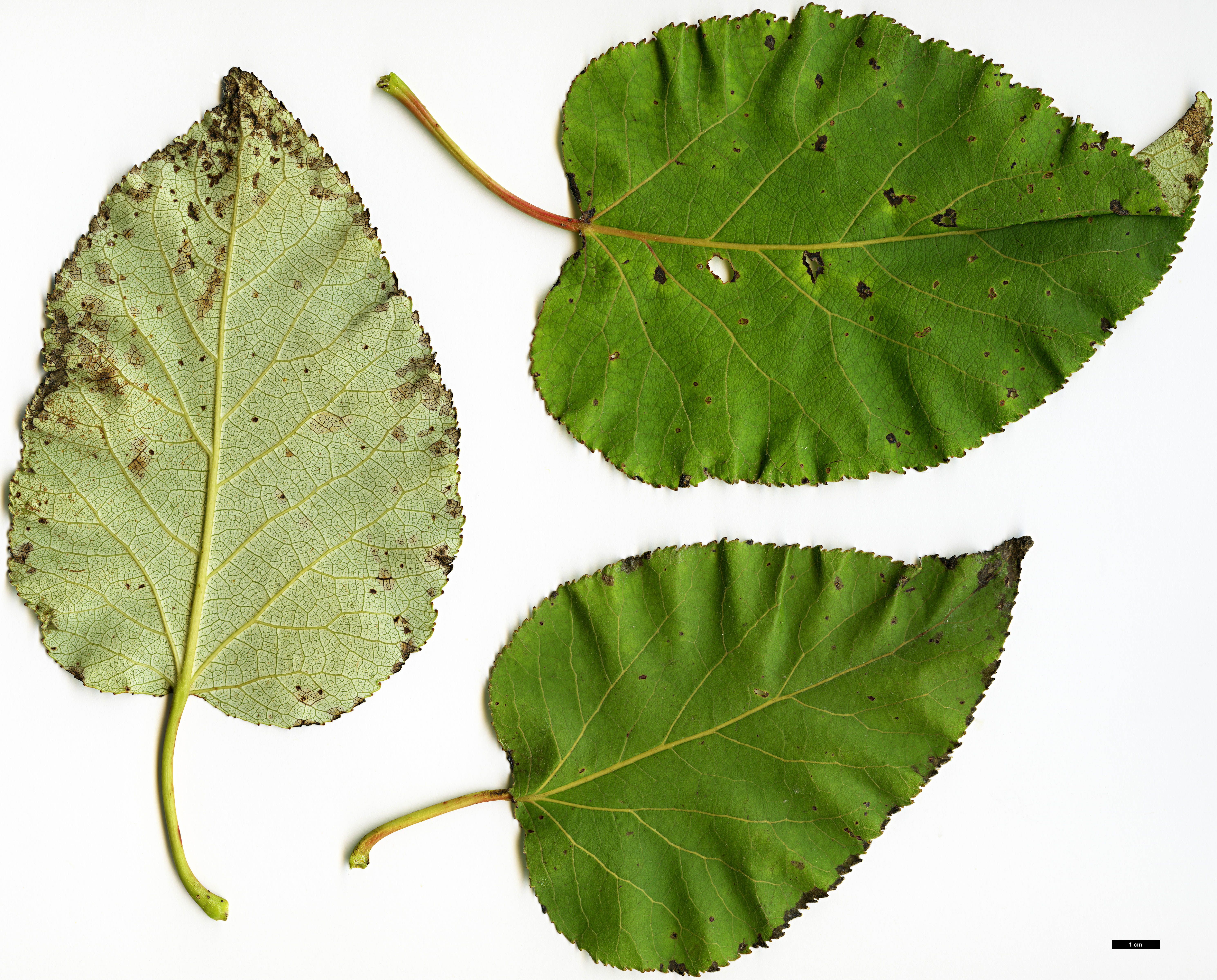High resolution image: Family: Salicaceae - Genus: Populus - Taxon: ciliata