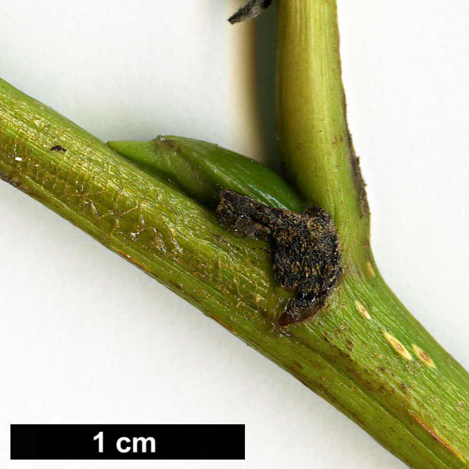 High resolution image: Family: Salicaceae - Genus: Populus - Taxon: ciliata