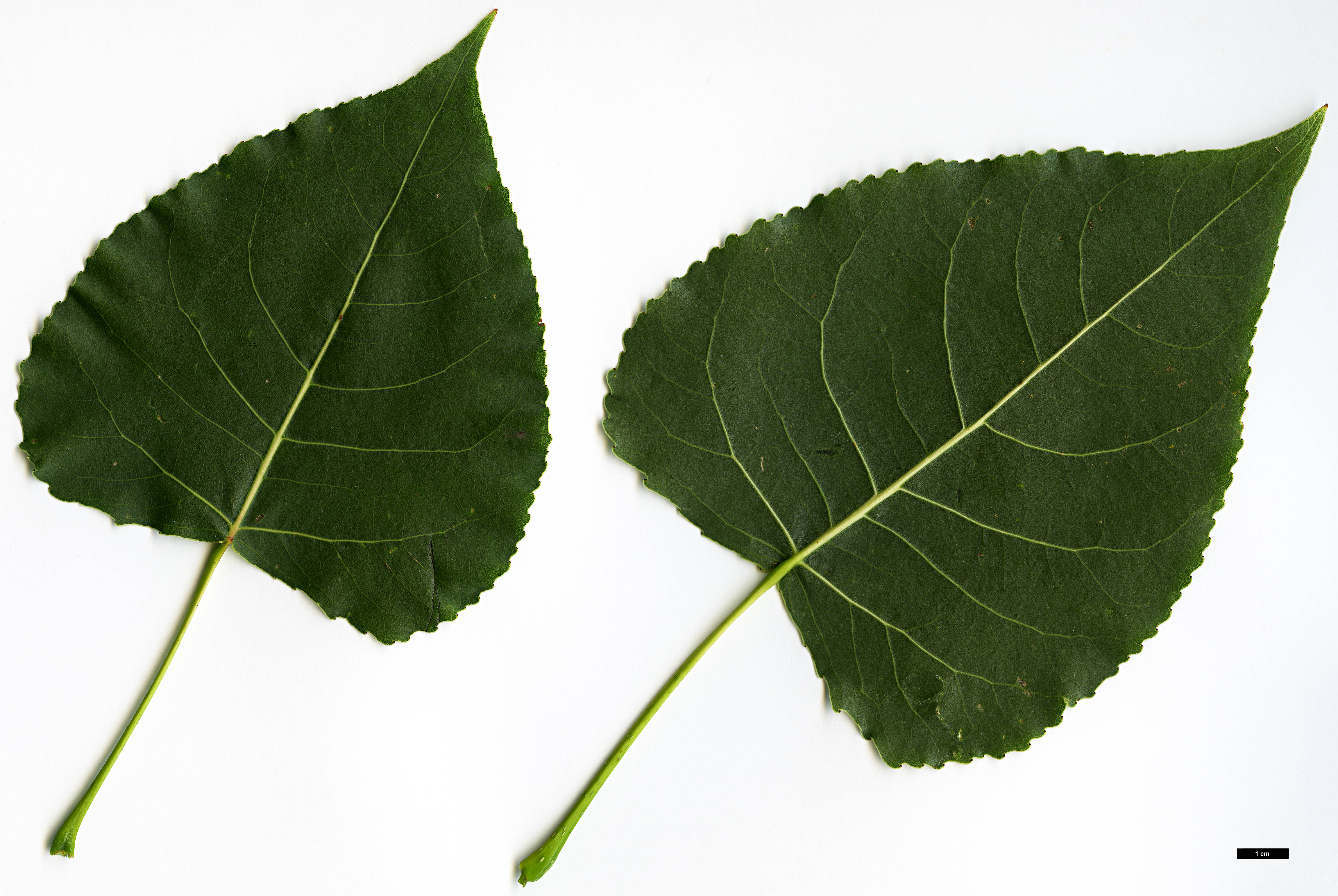 High resolution image: Family: Salicaceae - Genus: Populus - Taxon: deltoides
