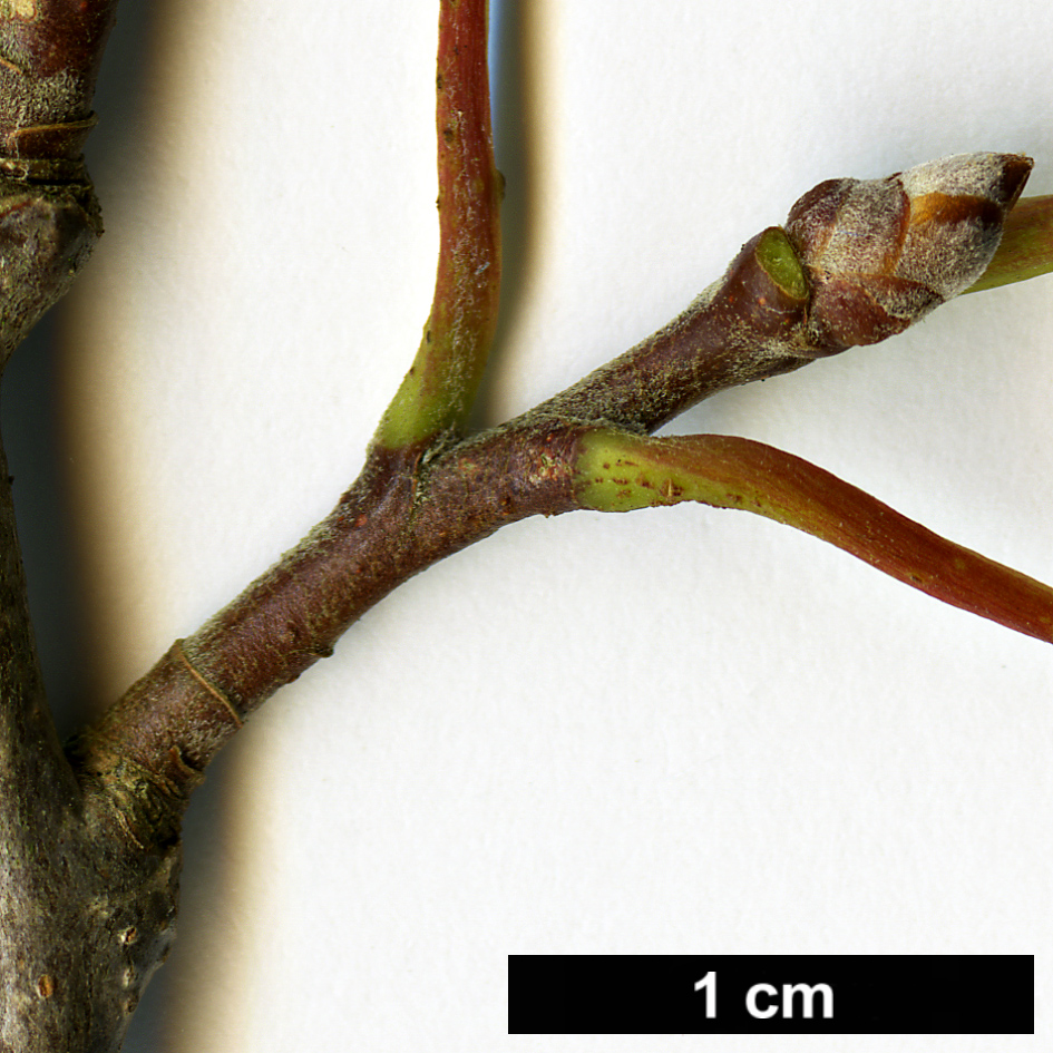 High resolution image: Family: Salicaceae - Genus: Populus - Taxon: grandidentata