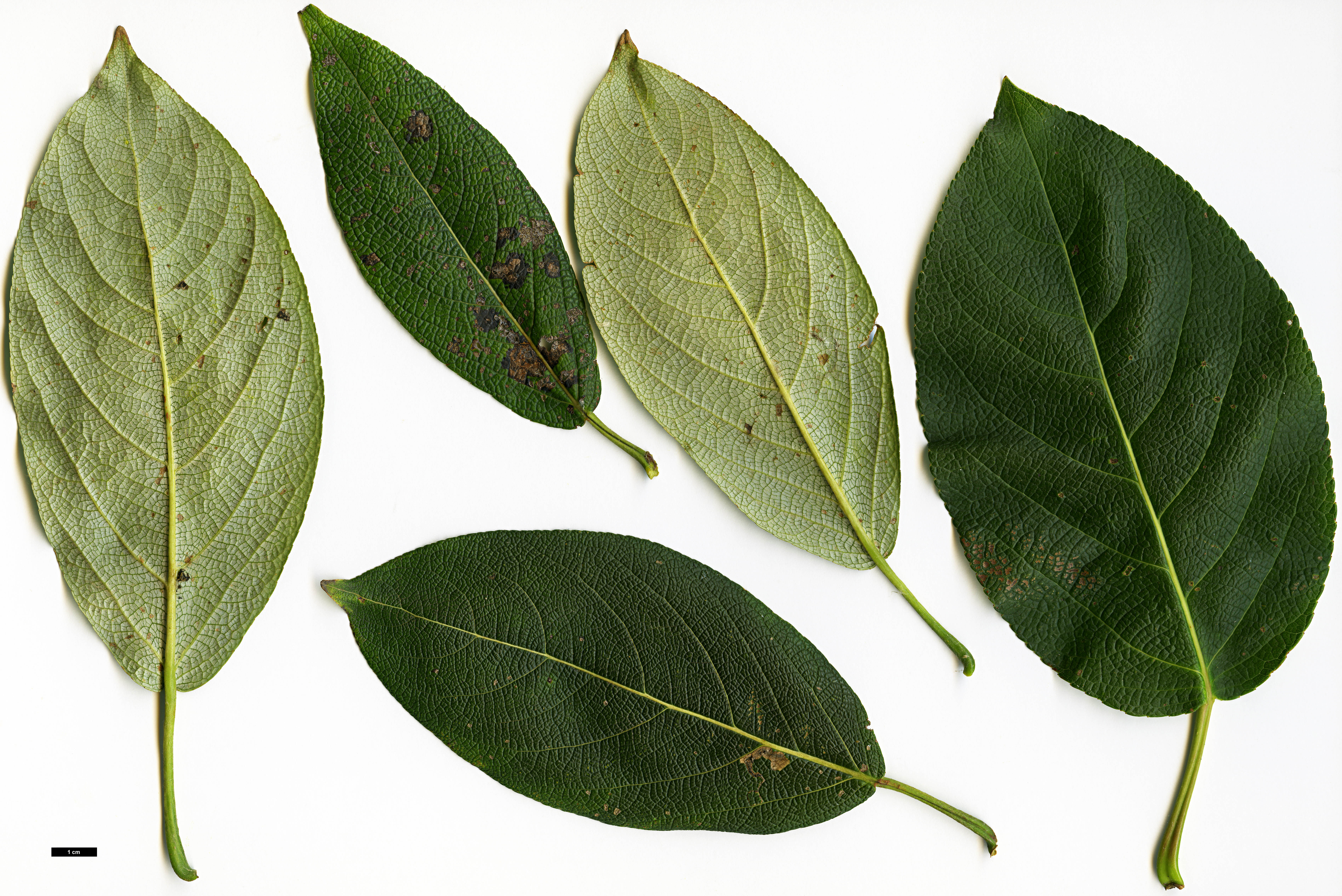 High resolution image: Family: Salicaceae - Genus: Populus - Taxon: koreana