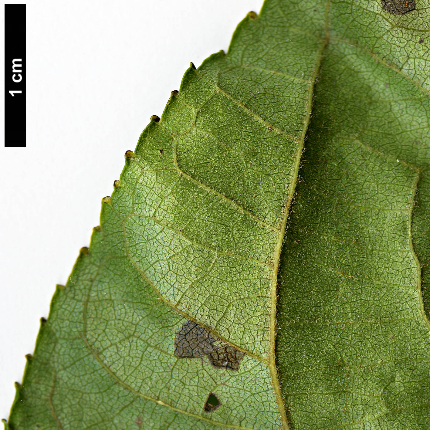 High resolution image: Family: Salicaceae - Genus: Populus - Taxon: lasiocarpa