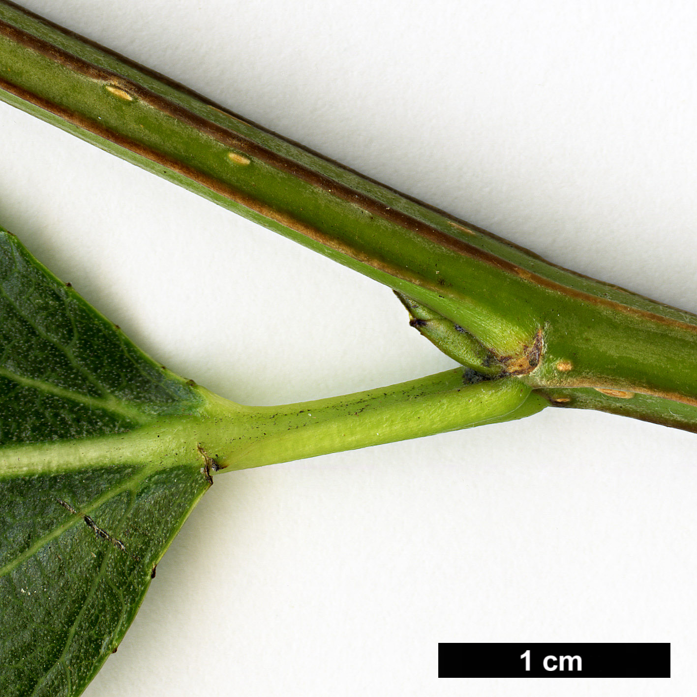 High resolution image: Family: Salicaceae - Genus: Populus - Taxon: laurifolia