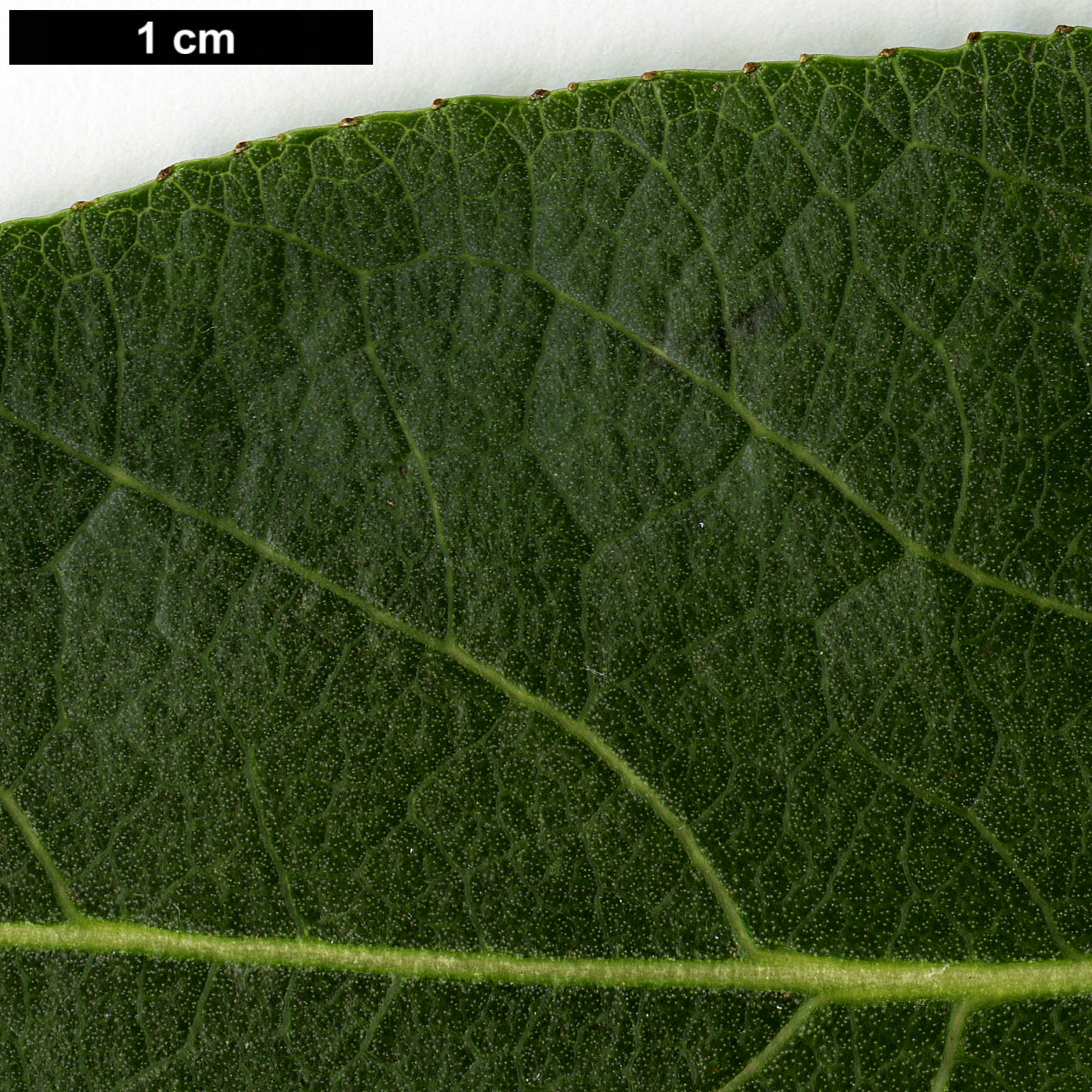 High resolution image: Family: Salicaceae - Genus: Populus - Taxon: laurifolia