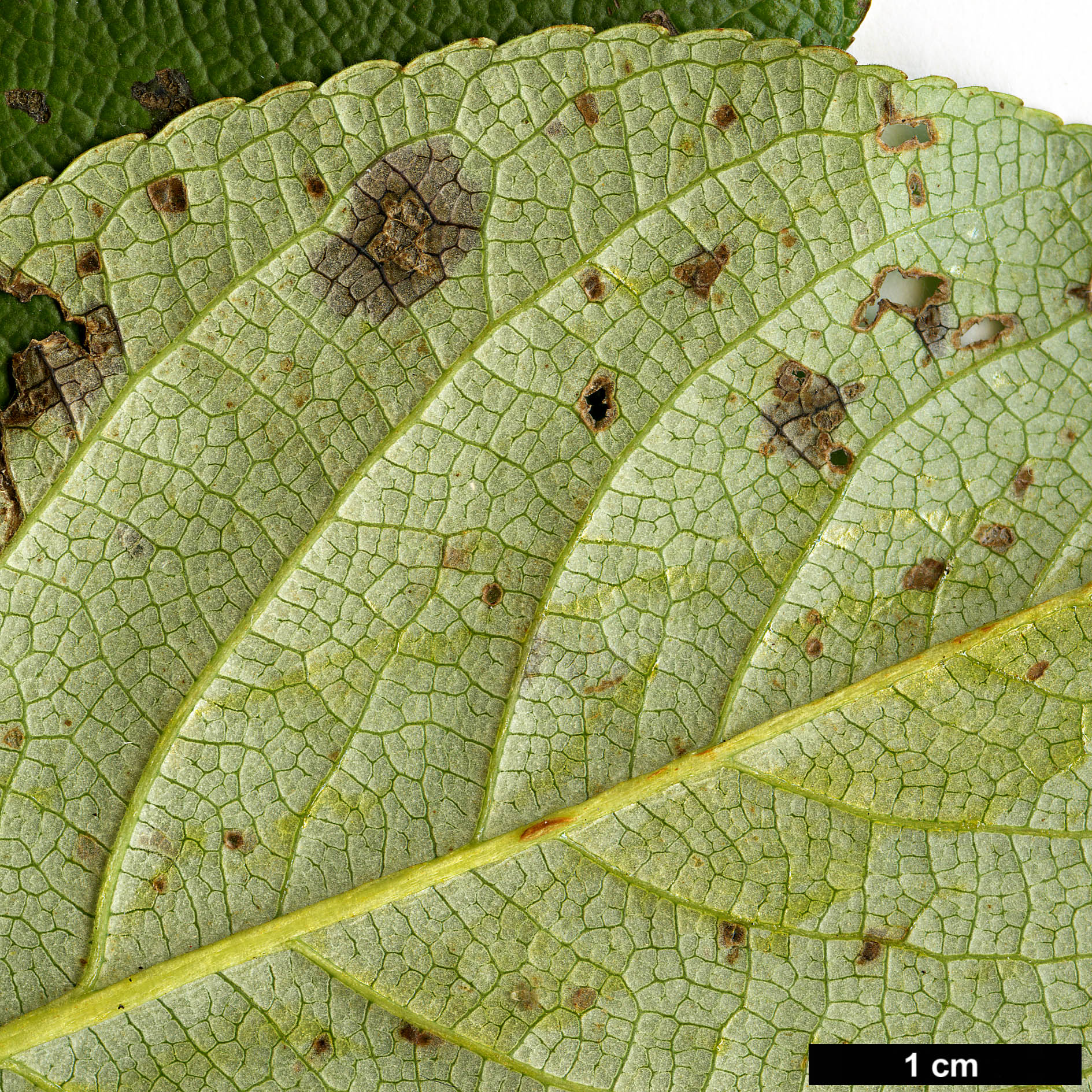 High resolution image: Family: Salicaceae - Genus: Populus - Taxon: maximowiczii