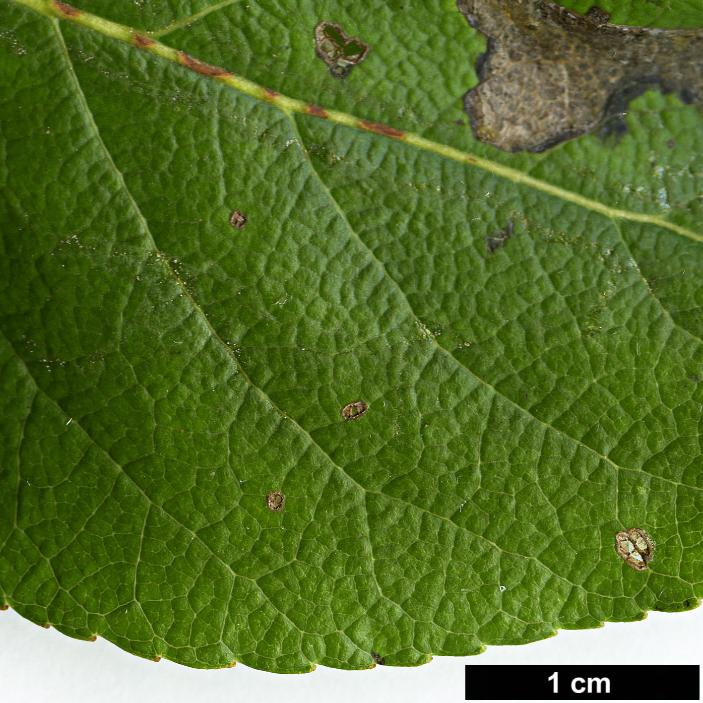High resolution image: Family: Salicaceae - Genus: Populus - Taxon: maximowiczii