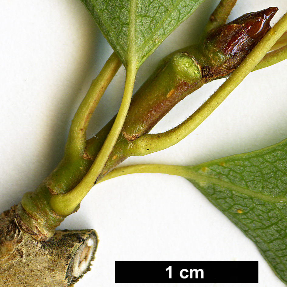 High resolution image: Family: Salicaceae - Genus: Populus - Taxon: nigra