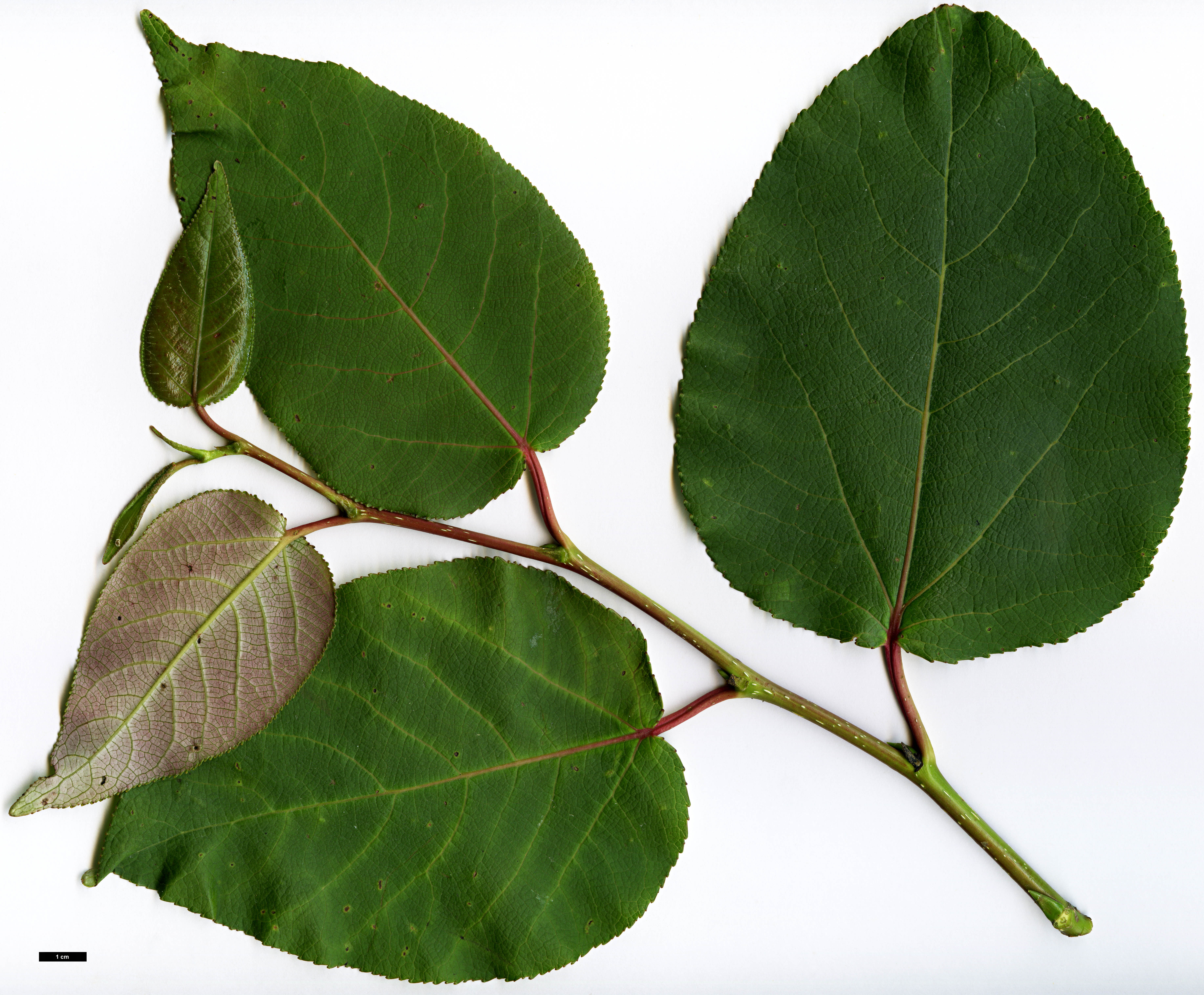 High resolution image: Family: Salicaceae - Genus: Populus - Taxon: purdomii