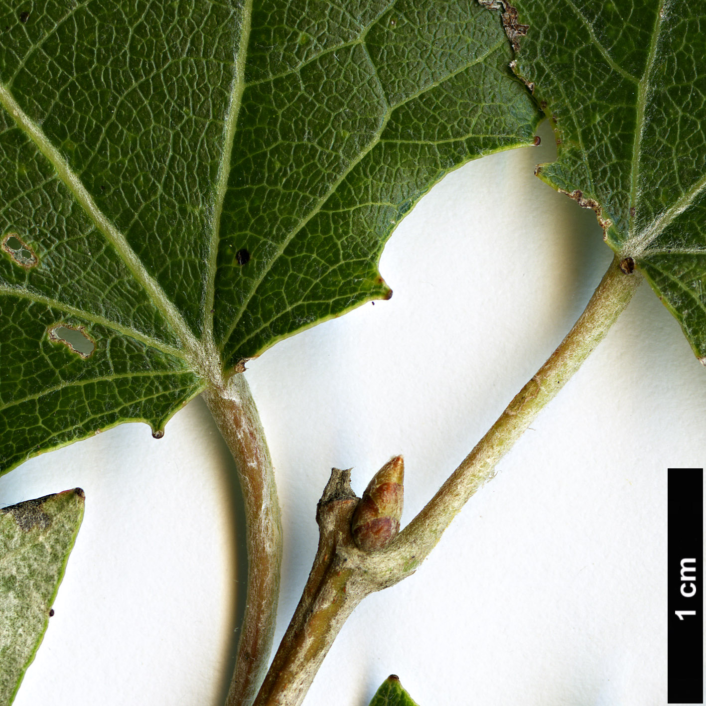 High resolution image: Family: Salicaceae - Genus: Populus - Taxon: tomentosa