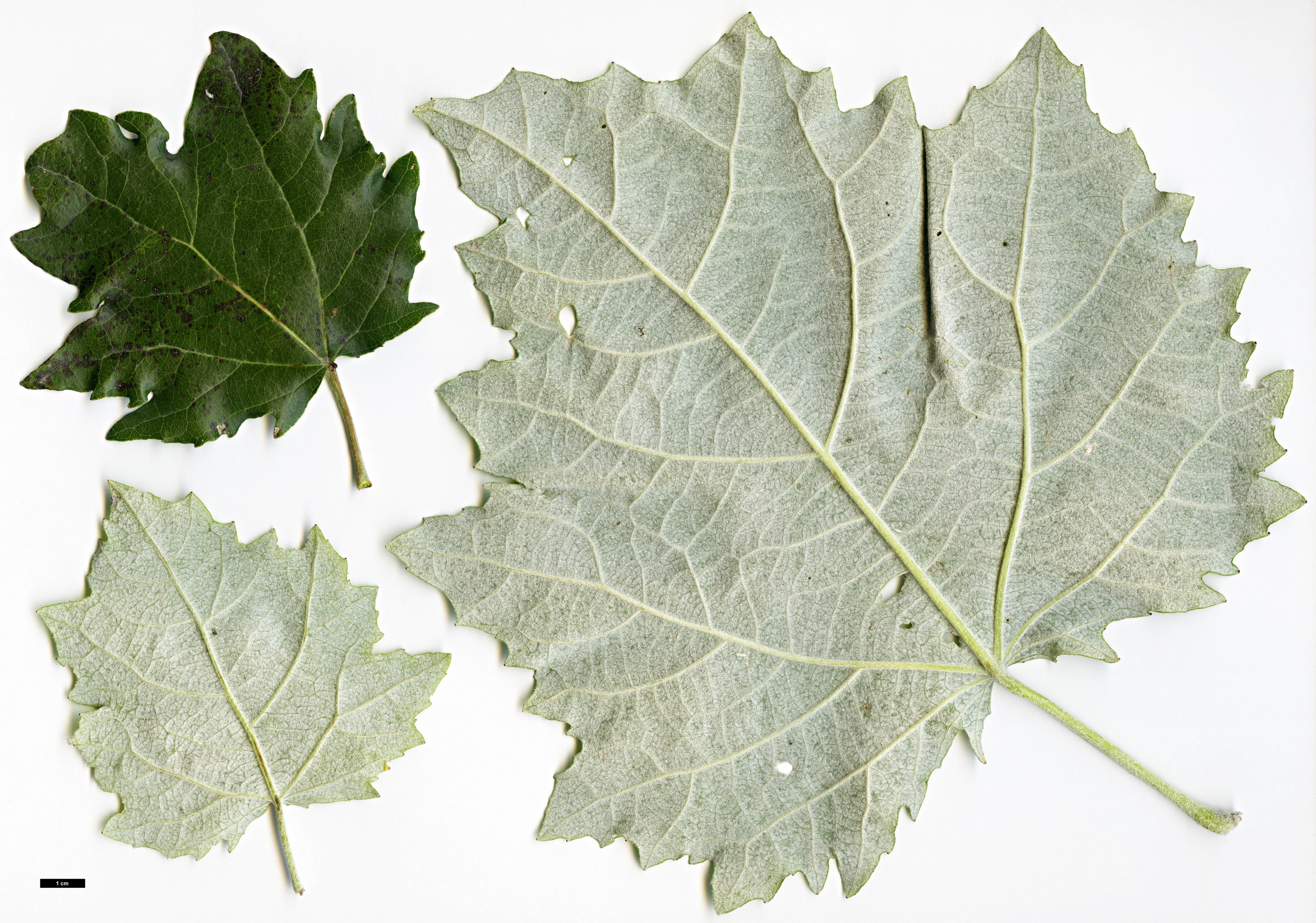 High resolution image: Family: Salicaceae - Genus: Populus - Taxon: tomentosa
