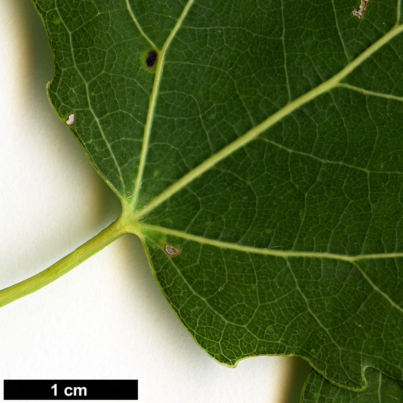 High resolution image: Family: Salicaceae - Genus: Populus - Taxon: tremula
