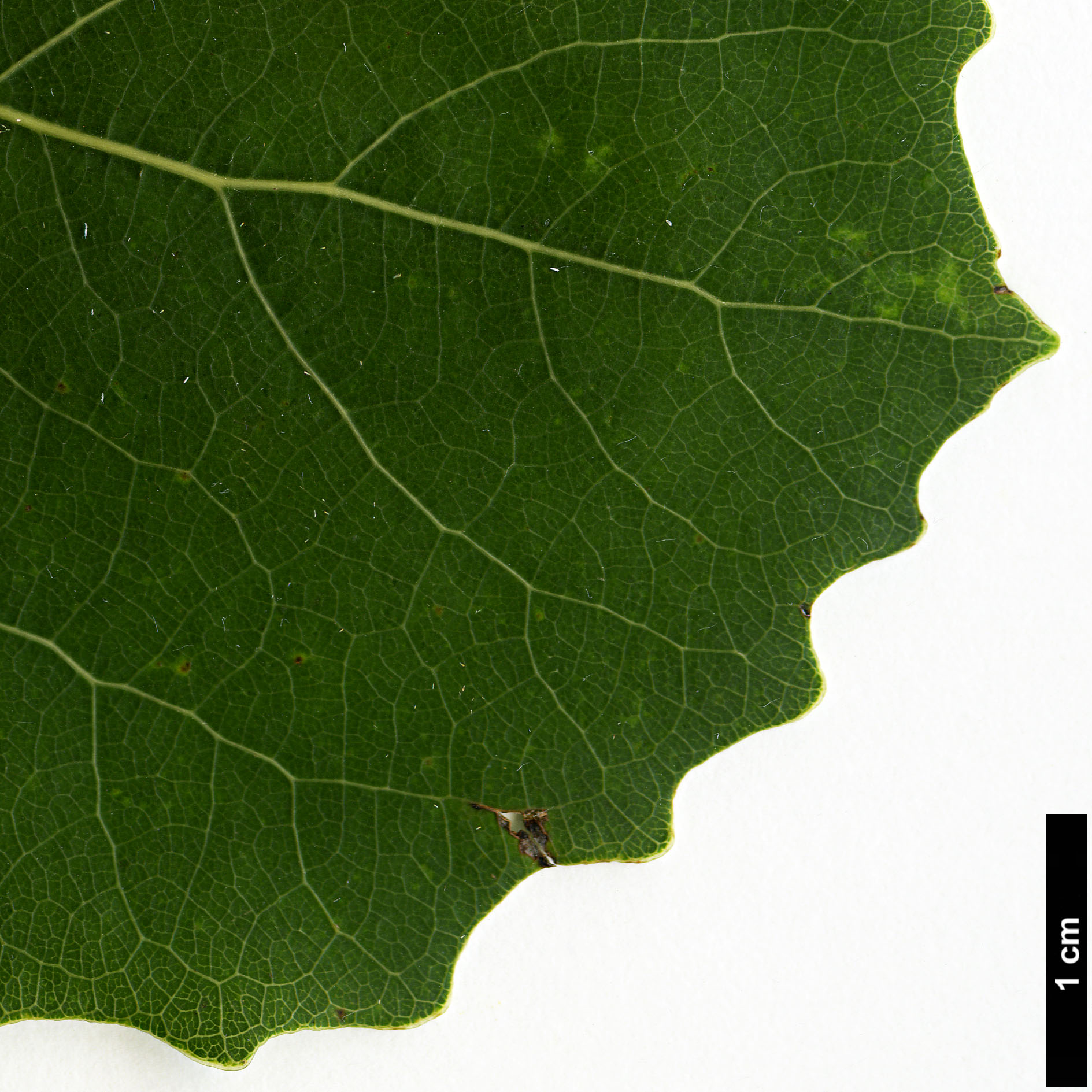 High resolution image: Family: Salicaceae - Genus: Populus - Taxon: tremula