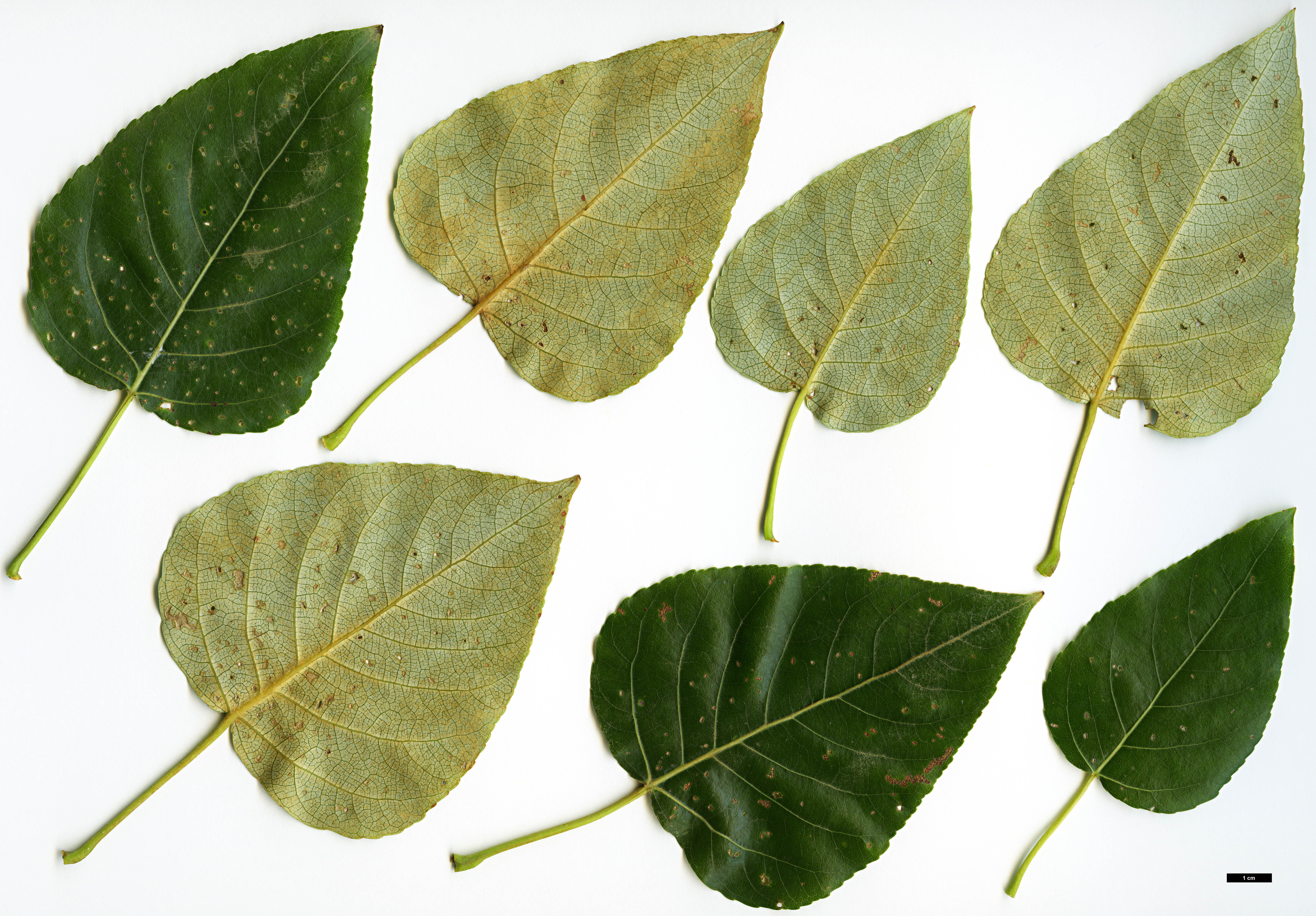High resolution image: Family: Salicaceae - Genus: Populus - Taxon: trichocarpa