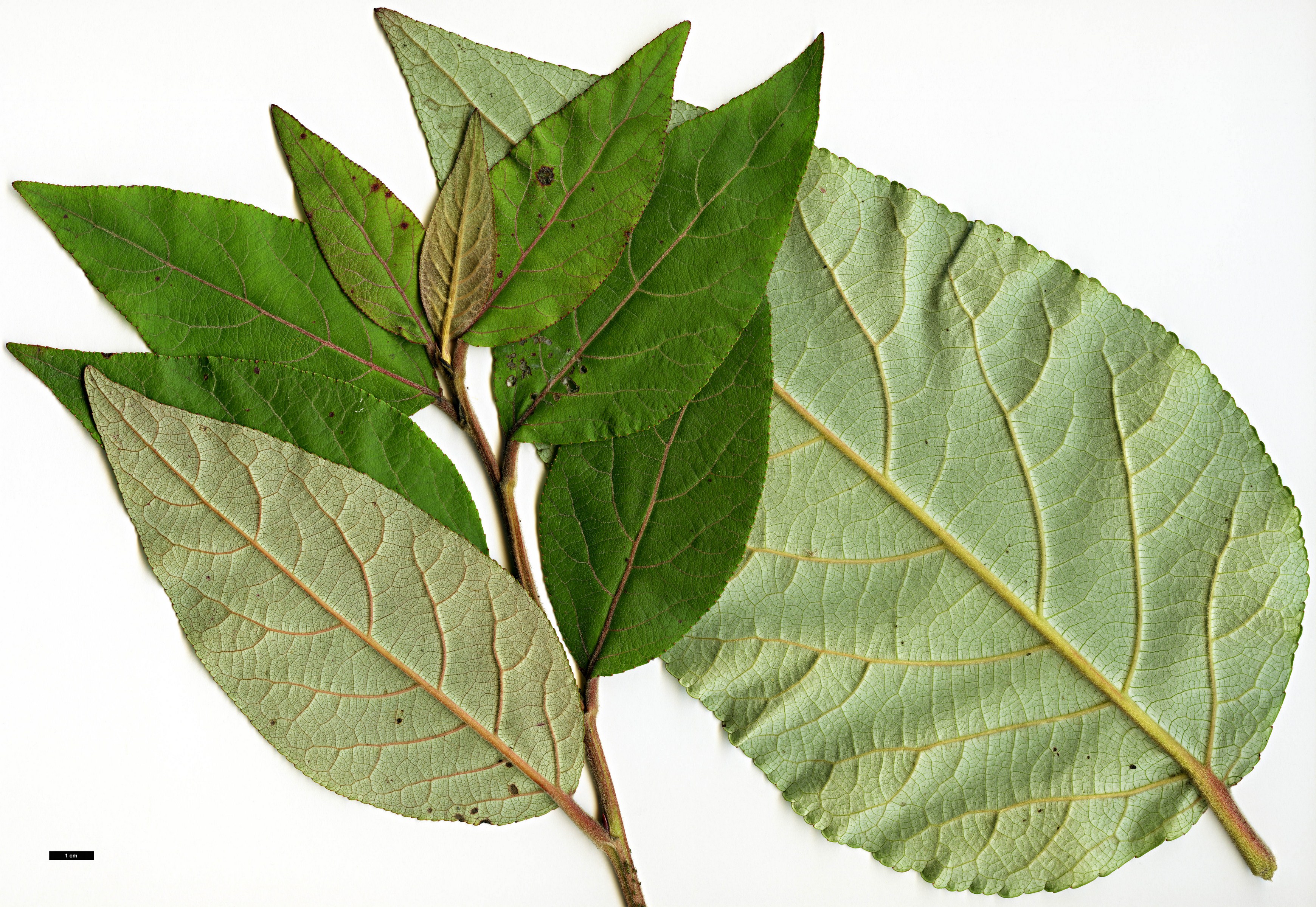 High resolution image: Family: Salicaceae - Genus: Populus - Taxon: wuana