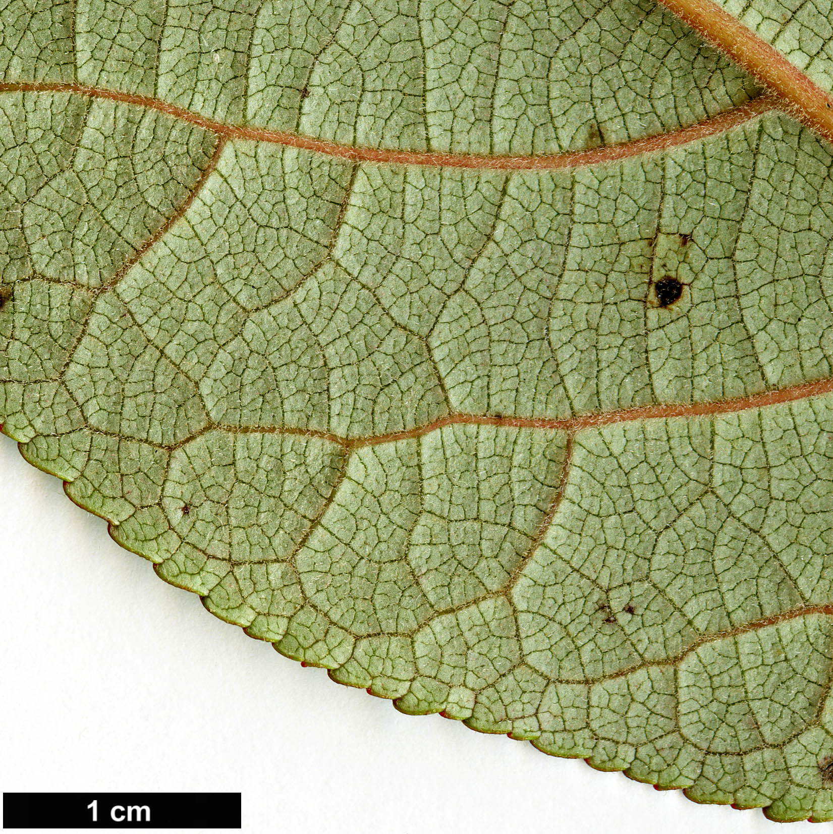 High resolution image: Family: Salicaceae - Genus: Populus - Taxon: wuana