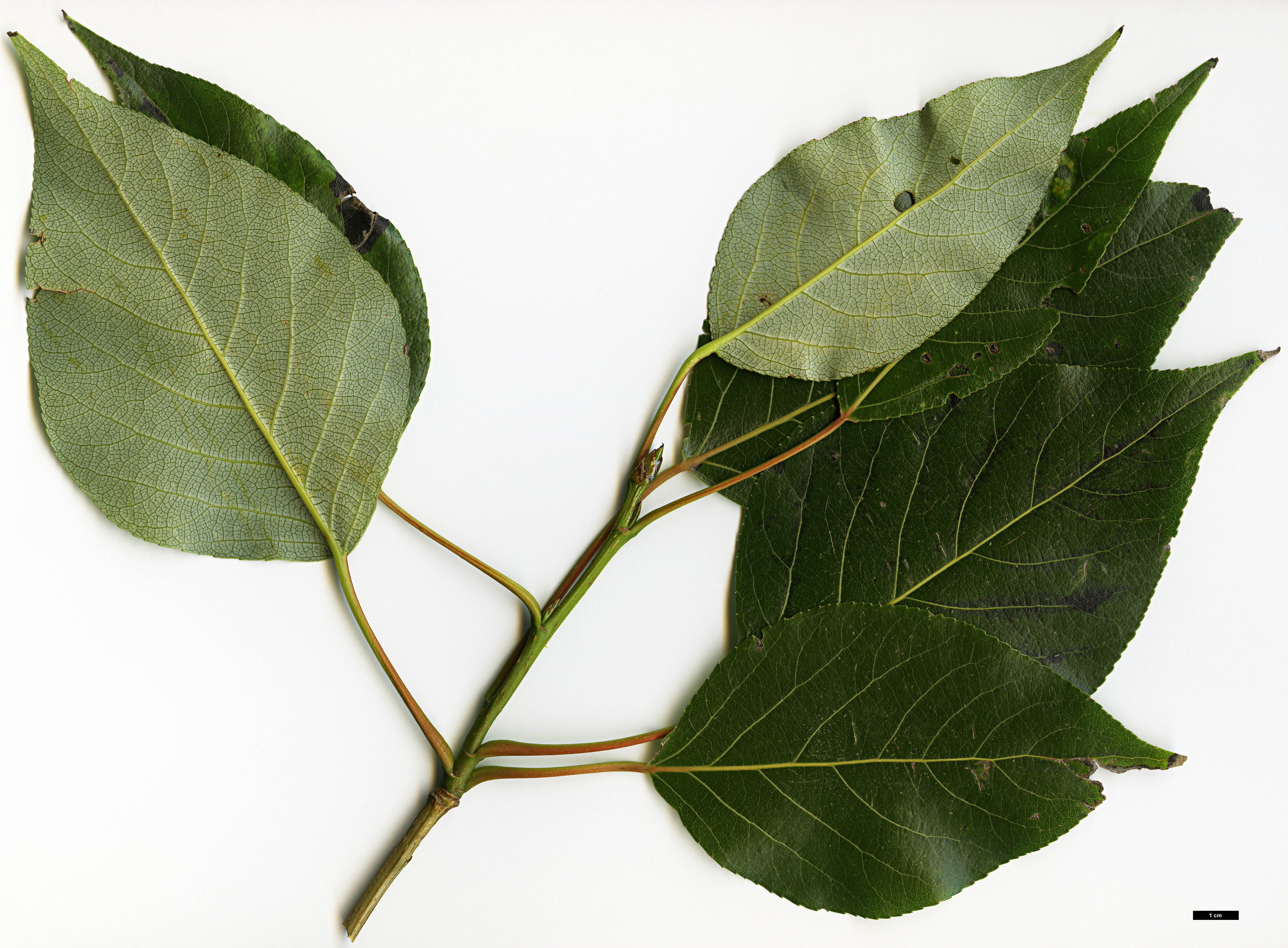 High resolution image: Family: Salicaceae - Genus: Populus - Taxon: yunnanensis