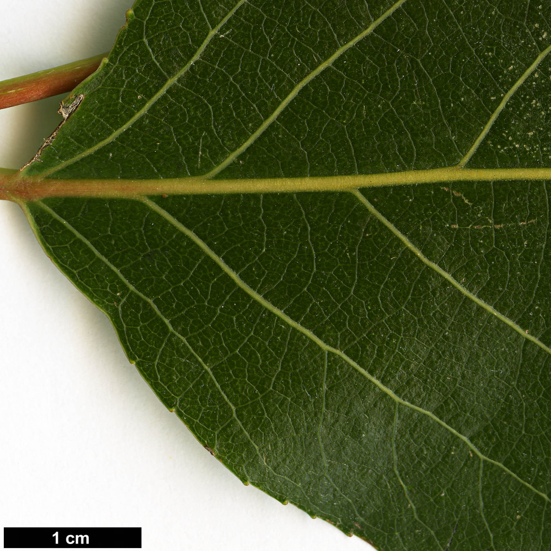 High resolution image: Family: Salicaceae - Genus: Populus - Taxon: yunnanensis