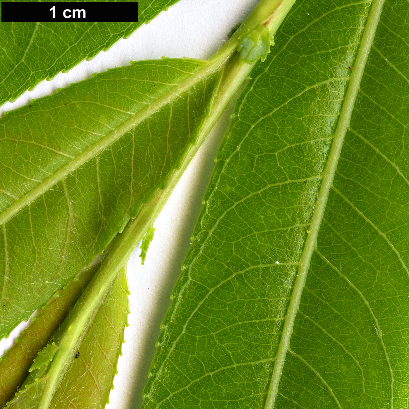 High resolution image: Family: Salicaceae - Genus: Salix - Taxon: acutifolia - SpeciesSub: ‘Pendulifolia’