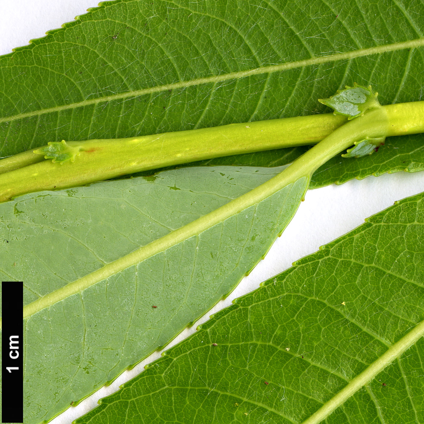 High resolution image: Family: Salicaceae - Genus: Salix - Taxon: acutifolia - SpeciesSub: ‘Pendulifolia’