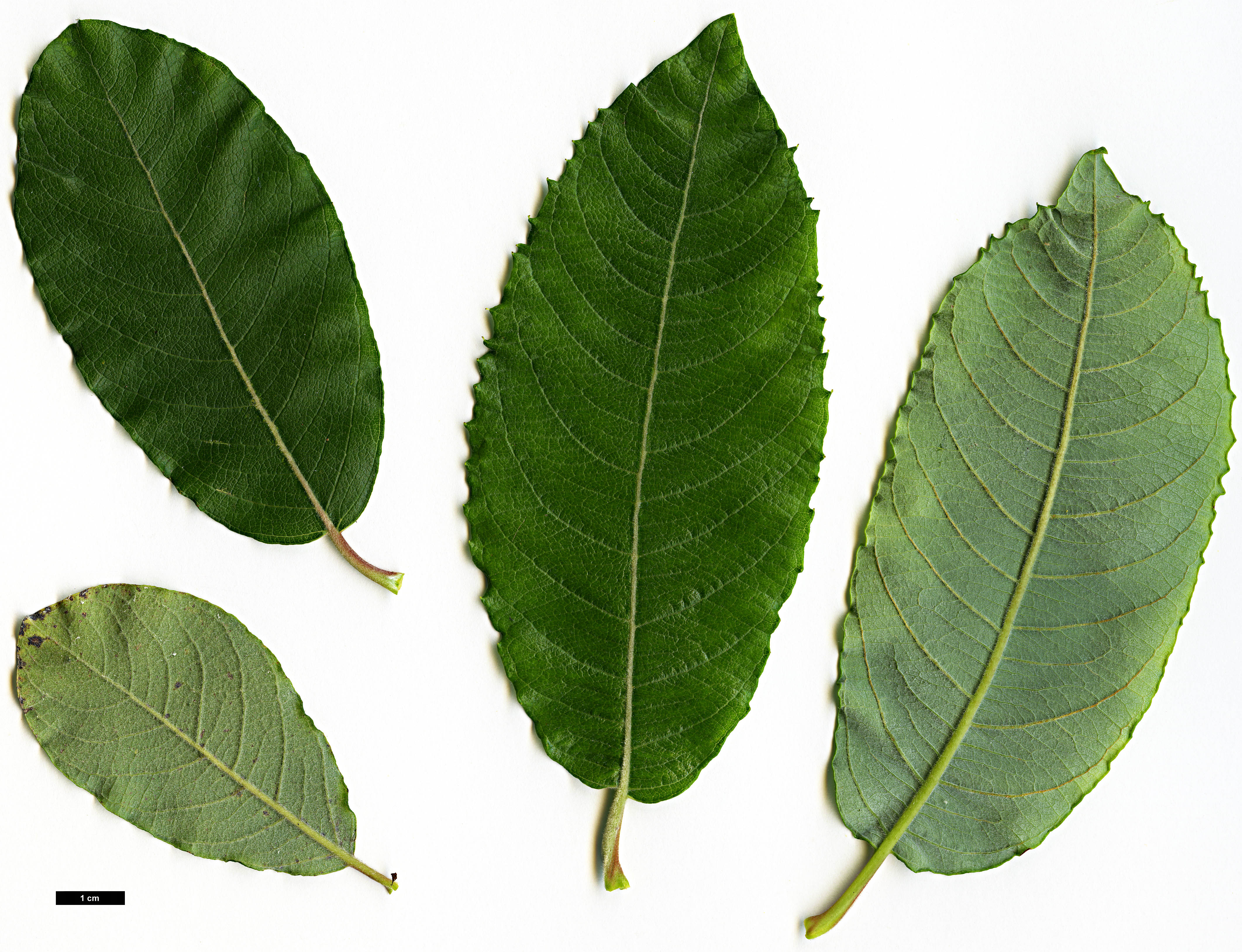 High resolution image: Family: Salicaceae - Genus: Salix - Taxon: aegyptiaca