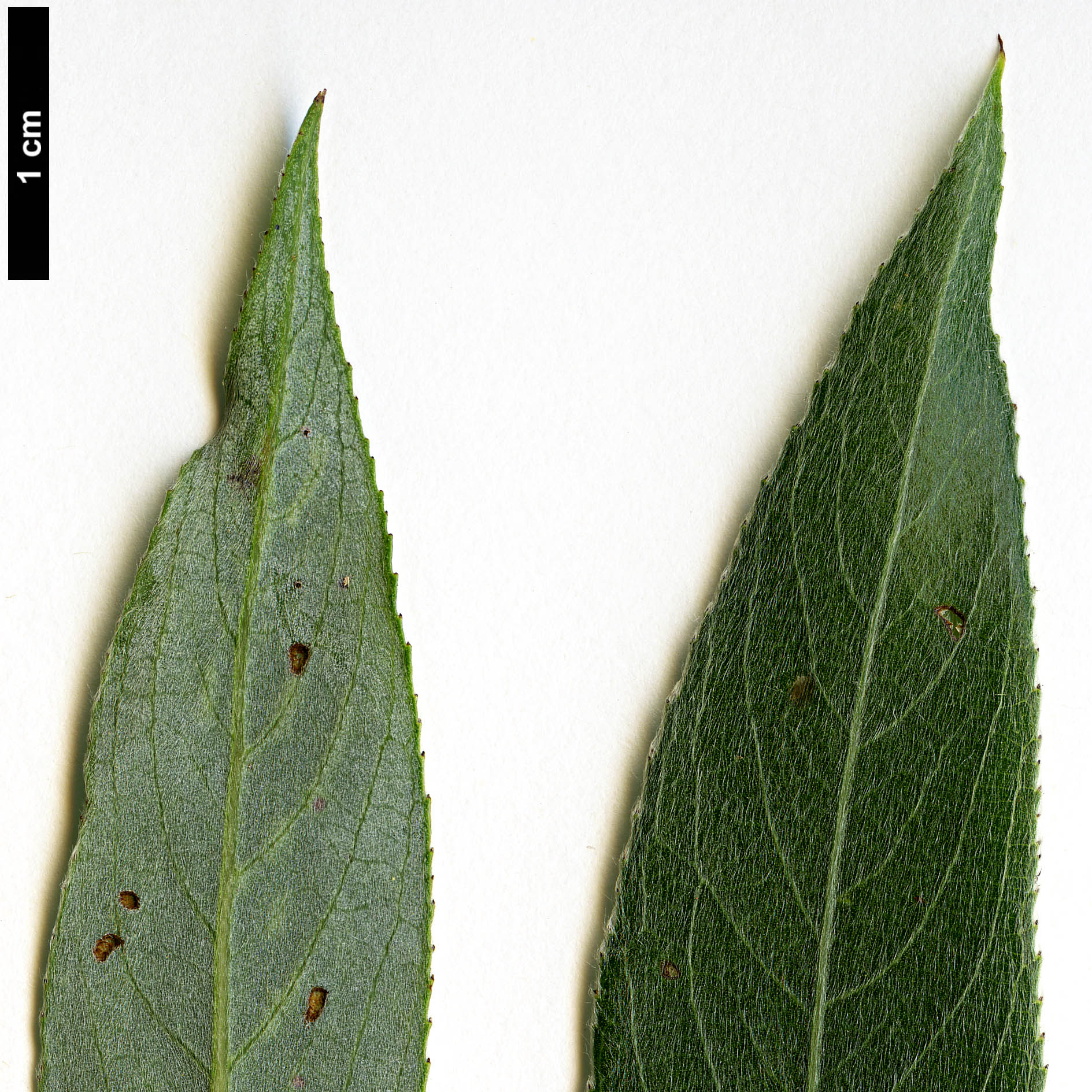 High resolution image: Family: Salicaceae - Genus: Salix - Taxon: alba