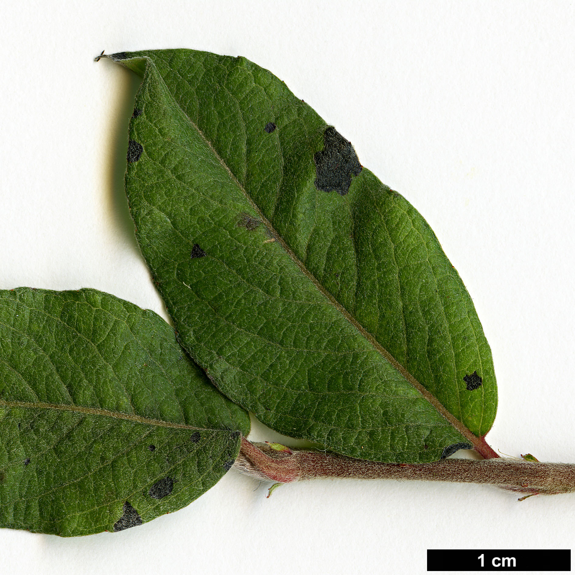 High resolution image: Family: Salicaceae - Genus: Salix - Taxon: alpina