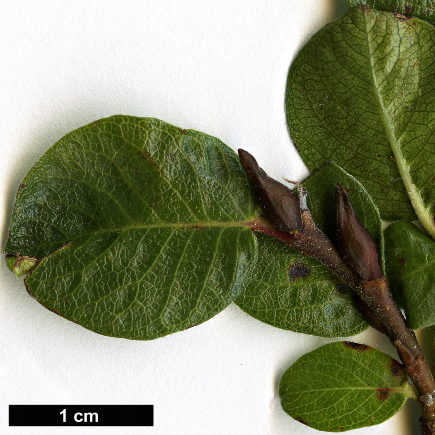 High resolution image: Family: Salicaceae - Genus: Salix - Taxon: alpina
