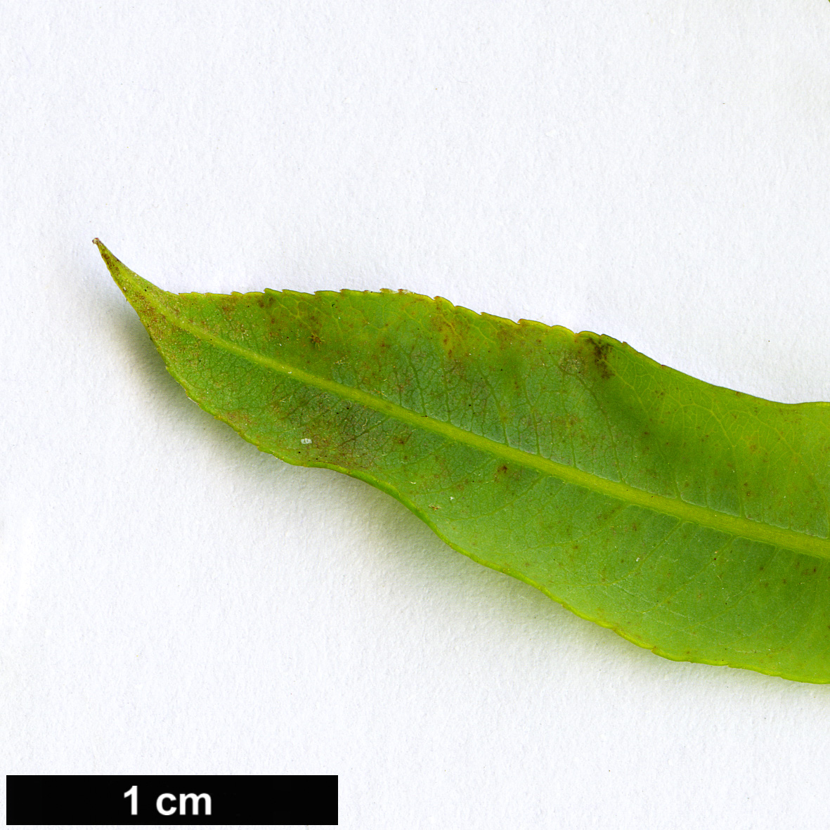 High resolution image: Family: Salicaceae - Genus: Salix - Taxon: amplexicaulis