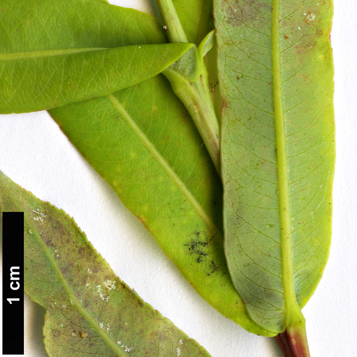 High resolution image: Family: Salicaceae - Genus: Salix - Taxon: amplexicaulis