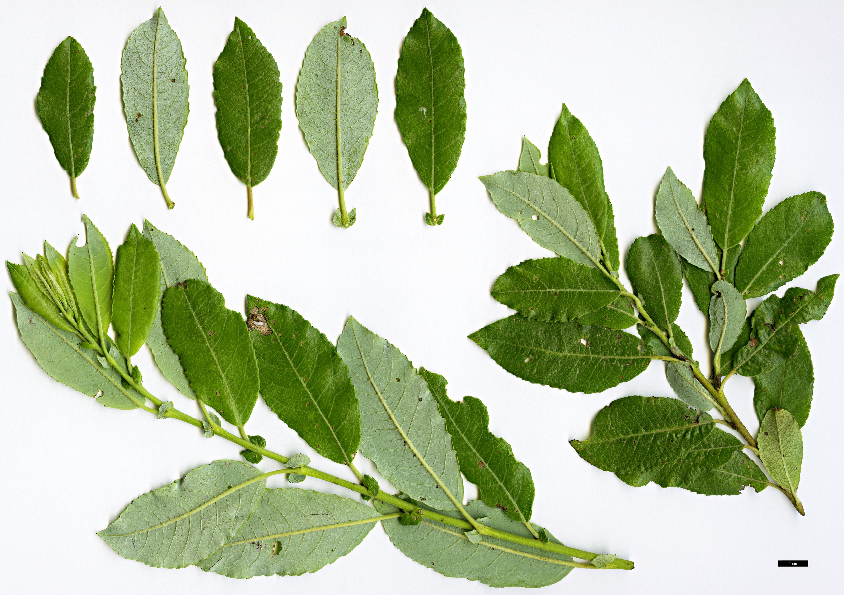 High resolution image: Family: Salicaceae - Genus: Salix - Taxon: apennina