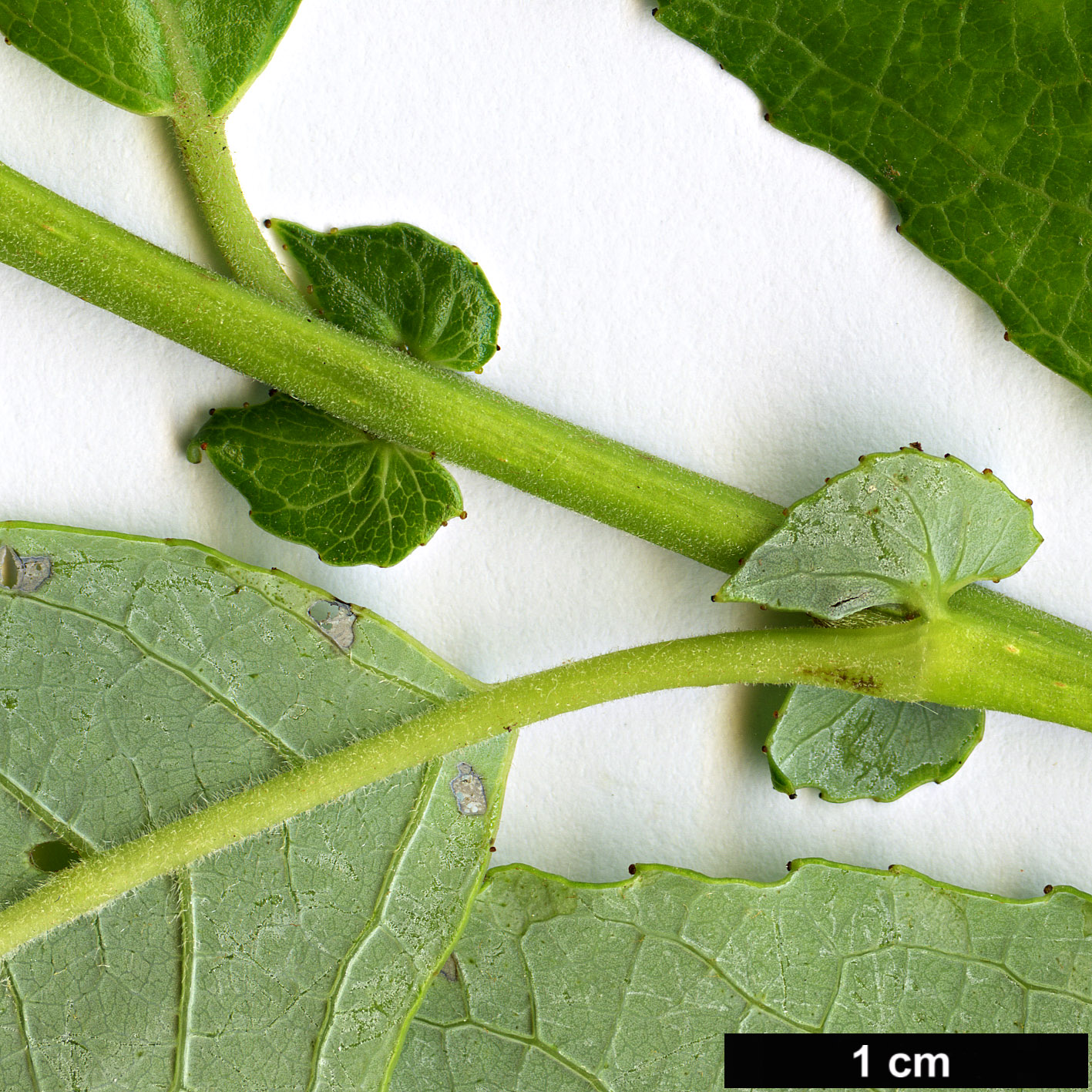 High resolution image: Family: Salicaceae - Genus: Salix - Taxon: apennina