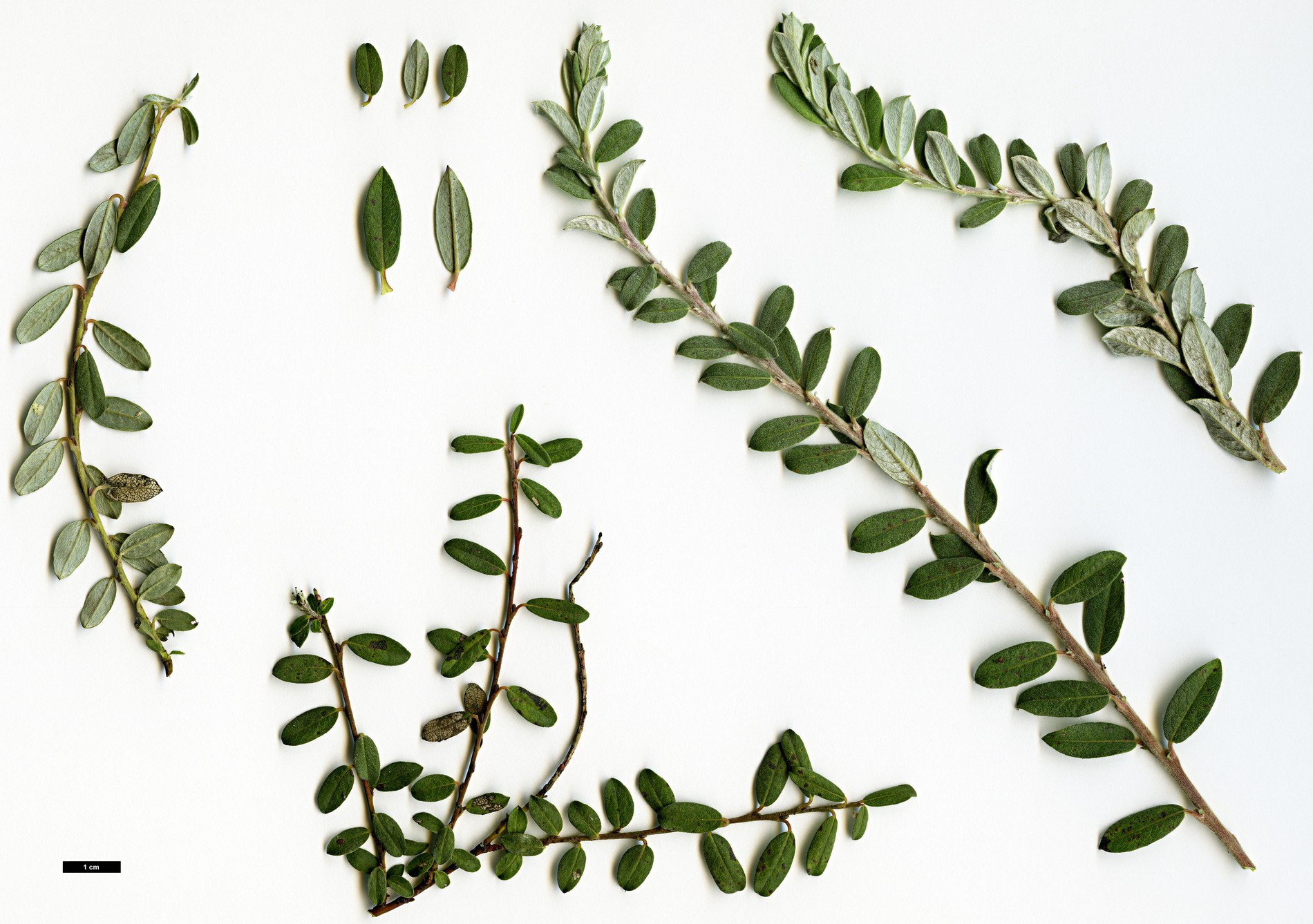 High resolution image: Family: Salicaceae - Genus: Salix - Taxon: arbuscula