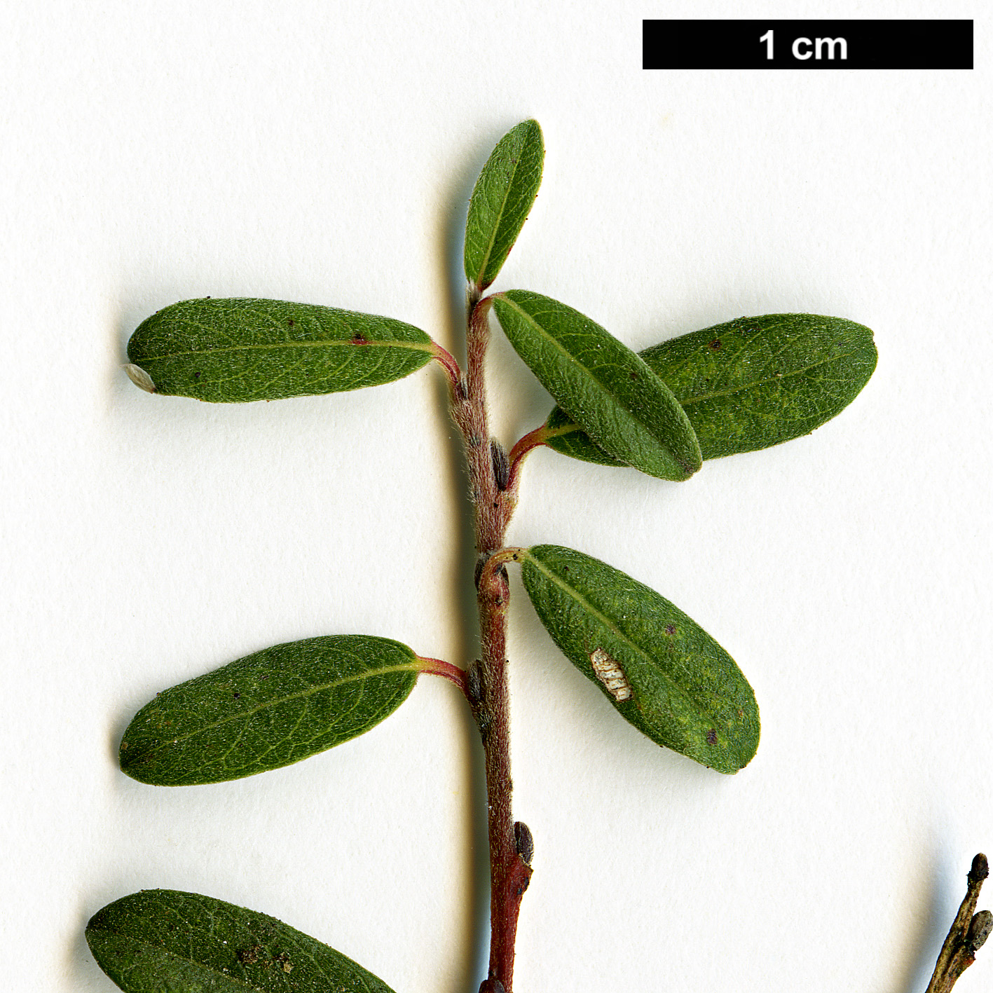 High resolution image: Family: Salicaceae - Genus: Salix - Taxon: arbuscula