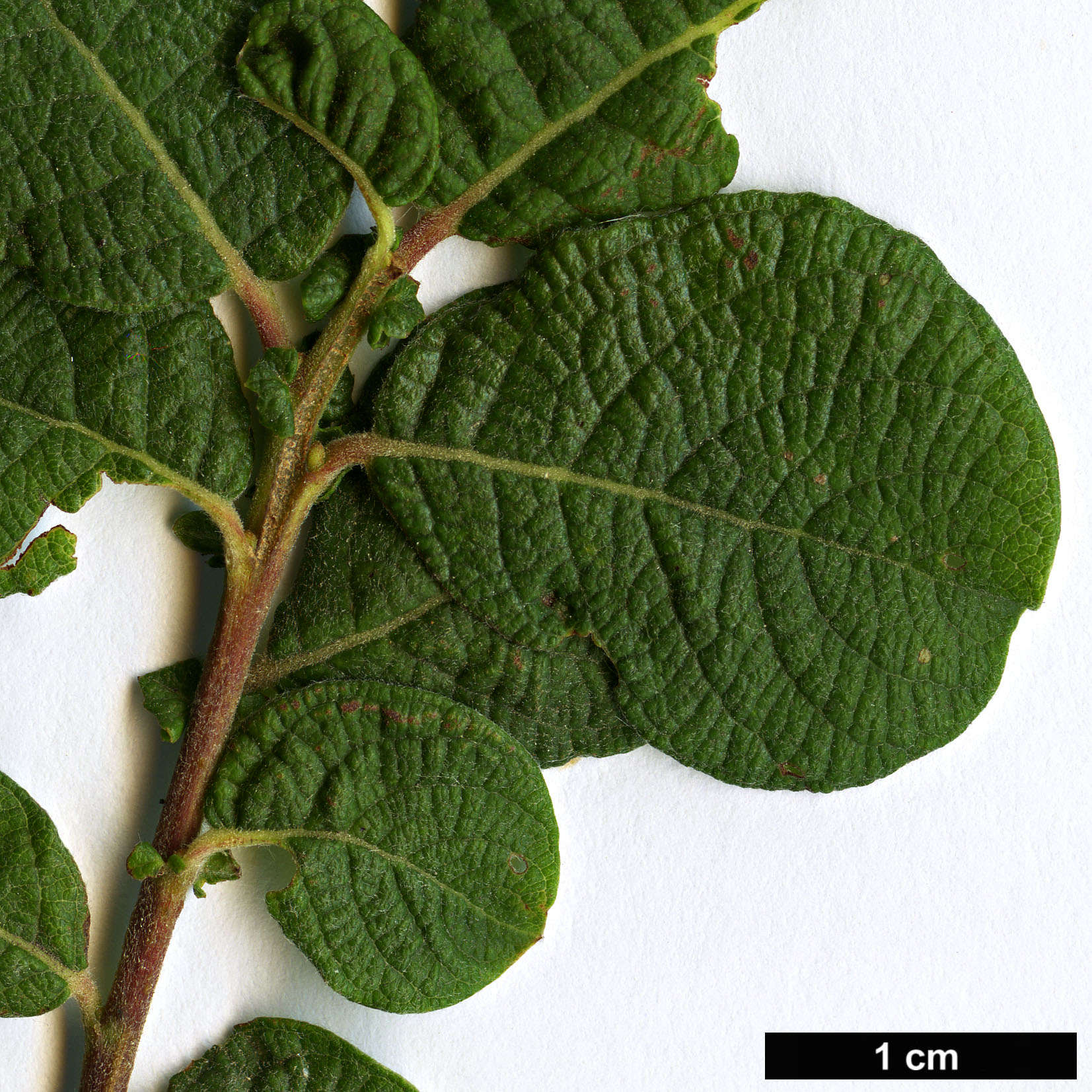 High resolution image: Family: Salicaceae - Genus: Salix - Taxon: aurita