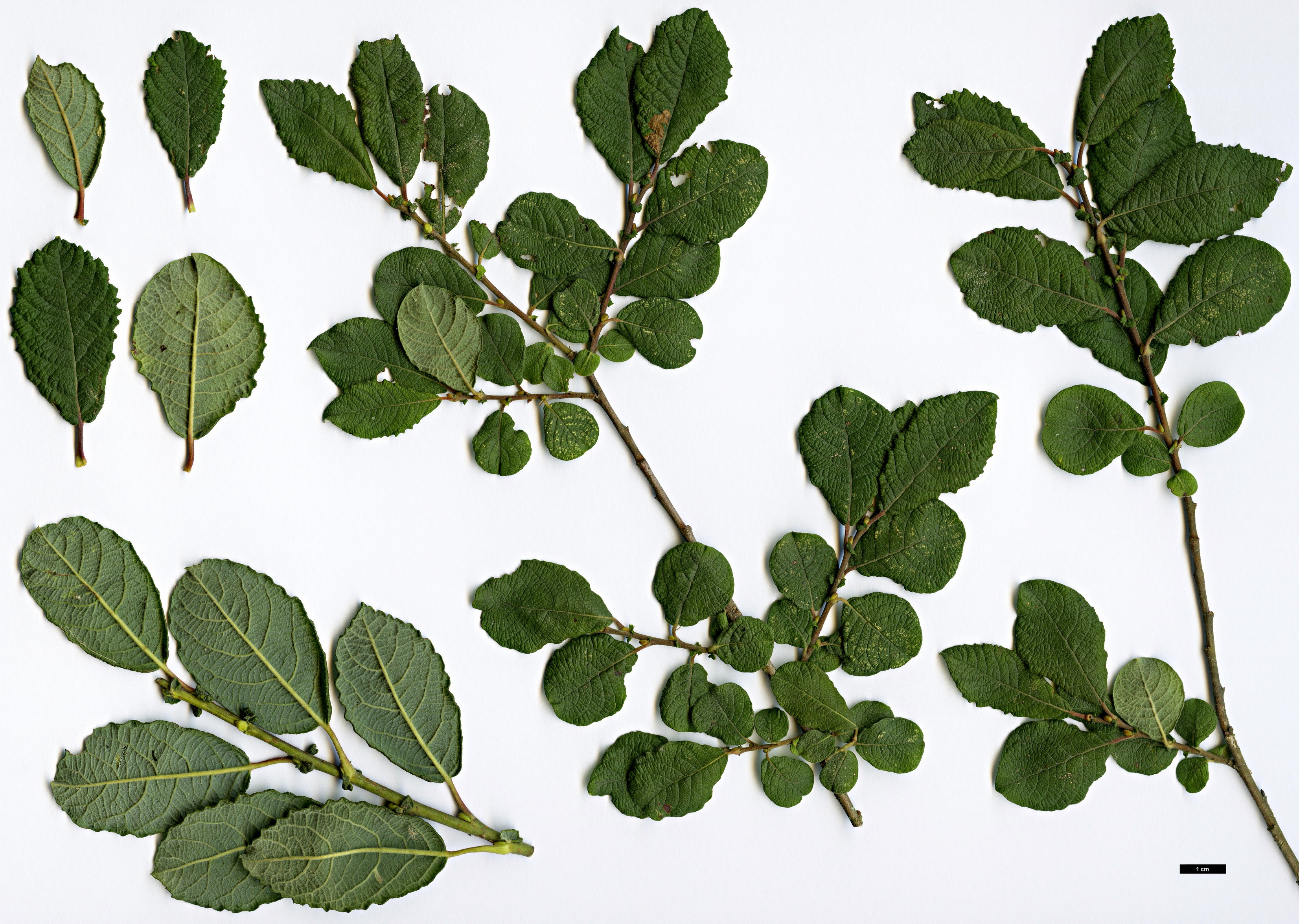 High resolution image: Family: Salicaceae - Genus: Salix - Taxon: aurita