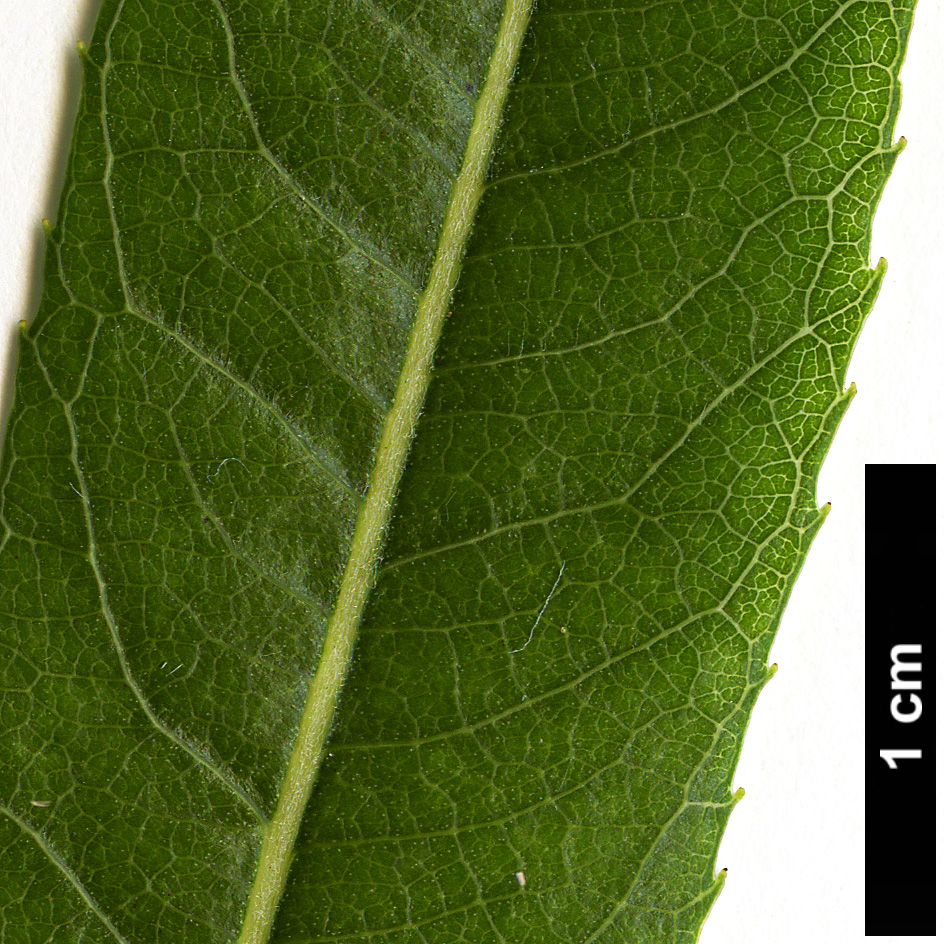 High resolution image: Family: Salicaceae - Genus: Salix - Taxon: babylonica